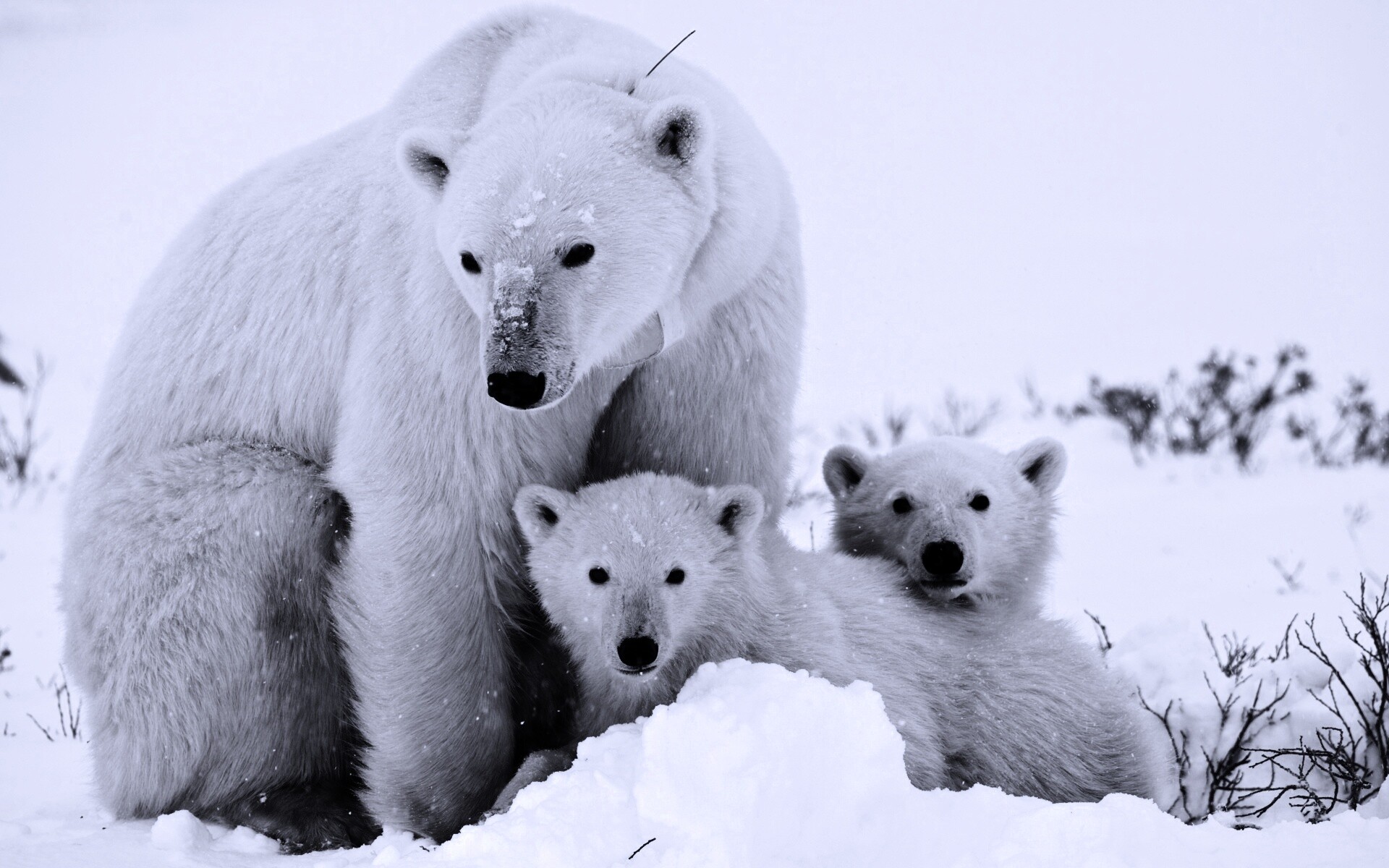 Белые медведи обои