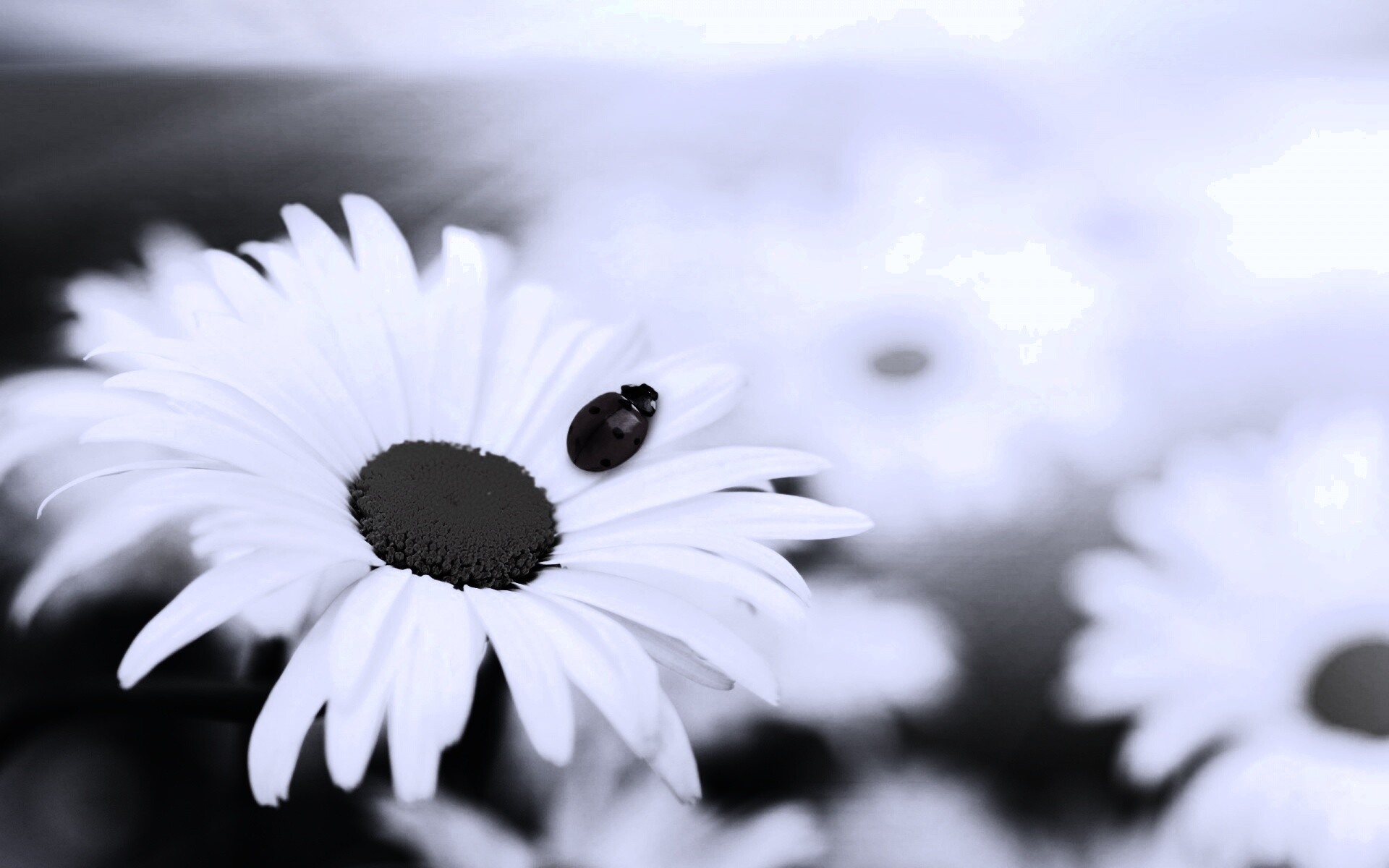 Божья коровка обои