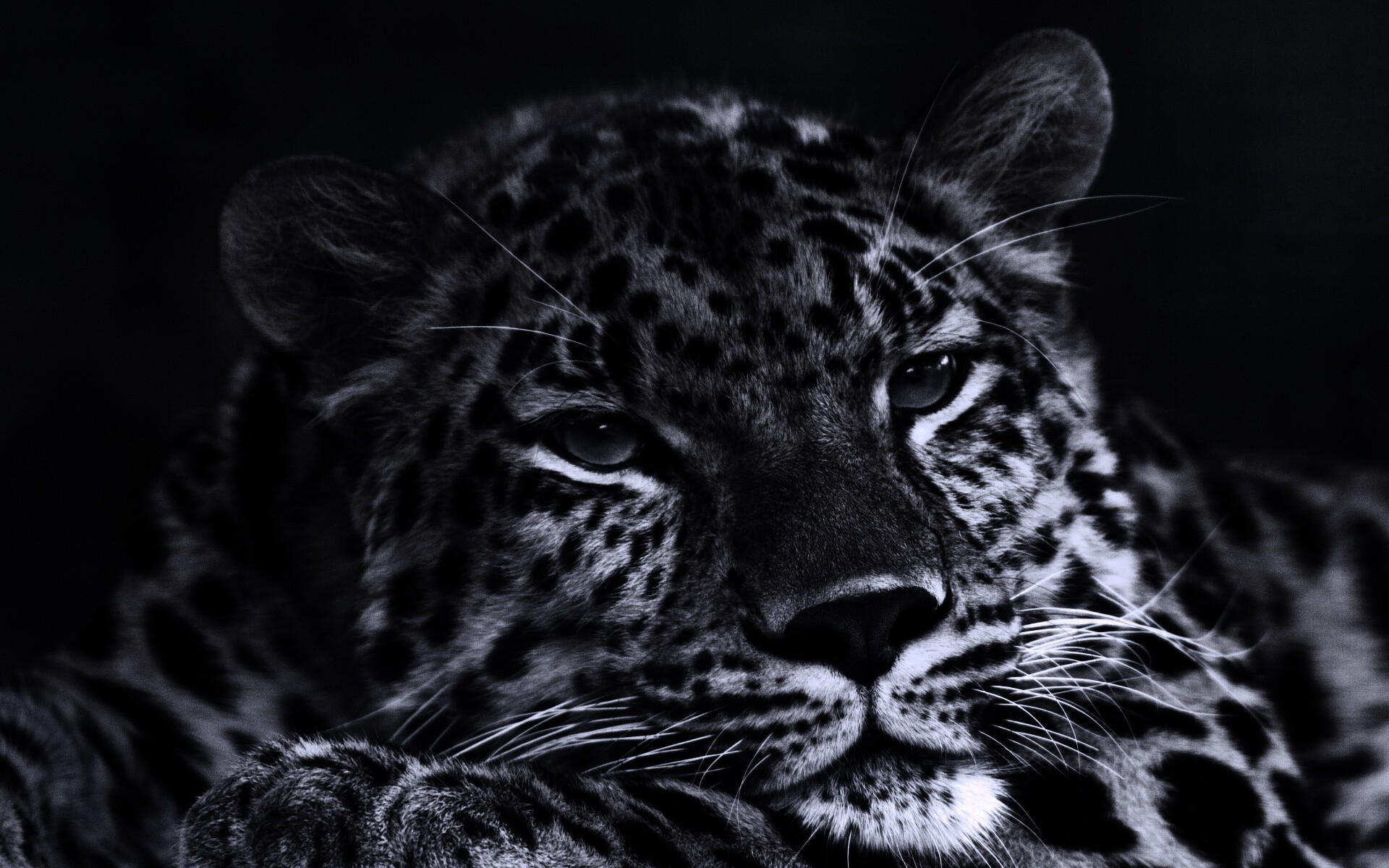 Злопасный ягуляр обои