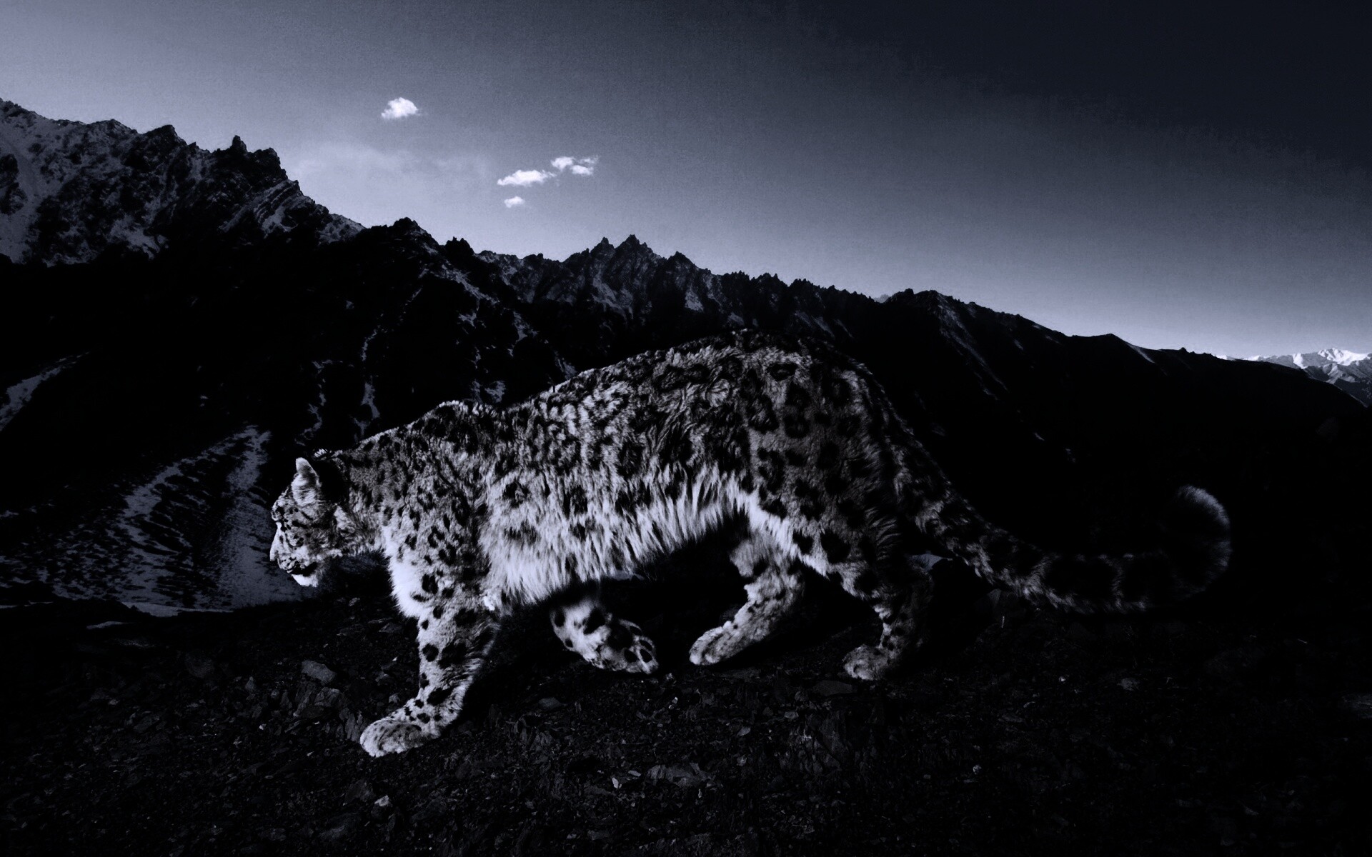 Леопард обои