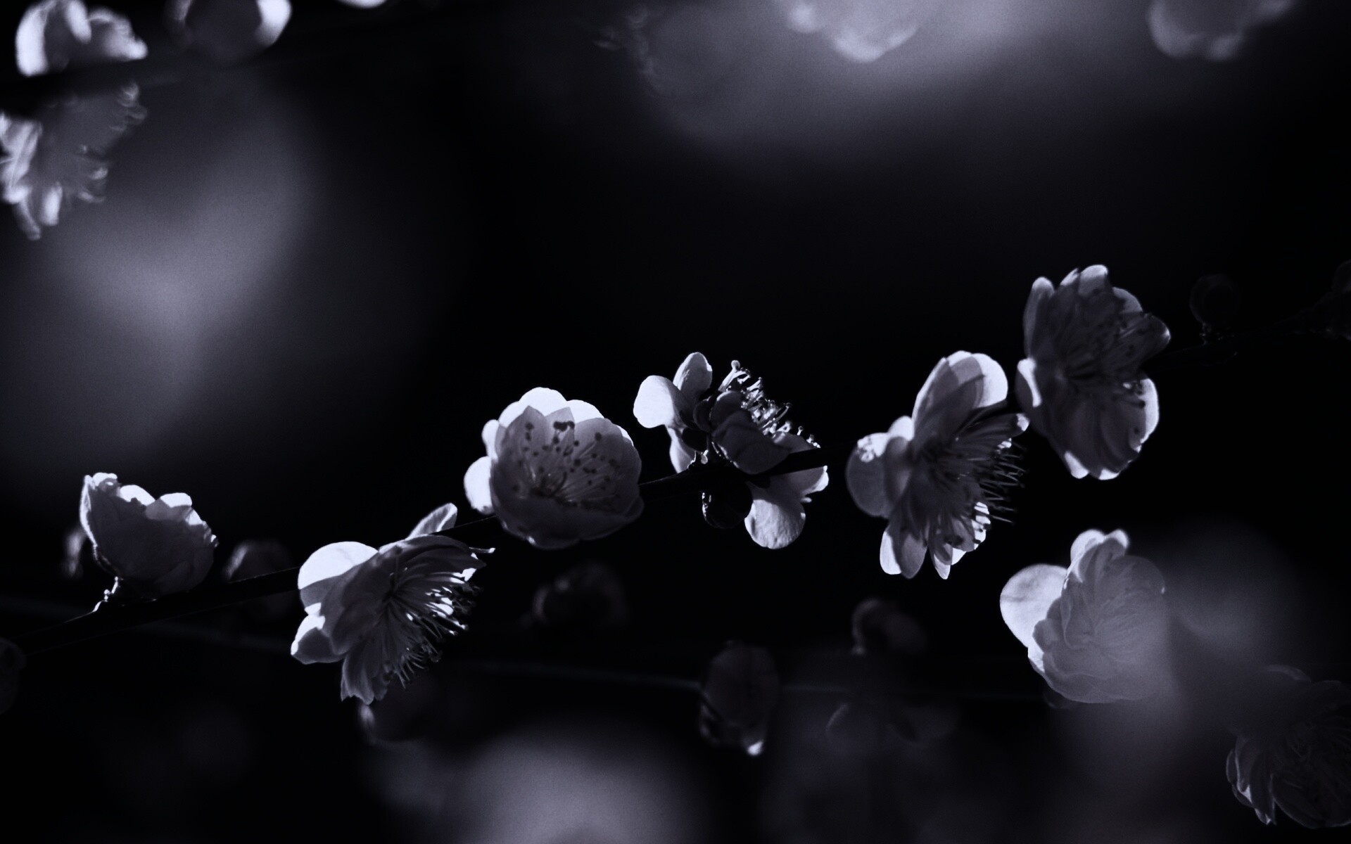 Цветущая вишня обои