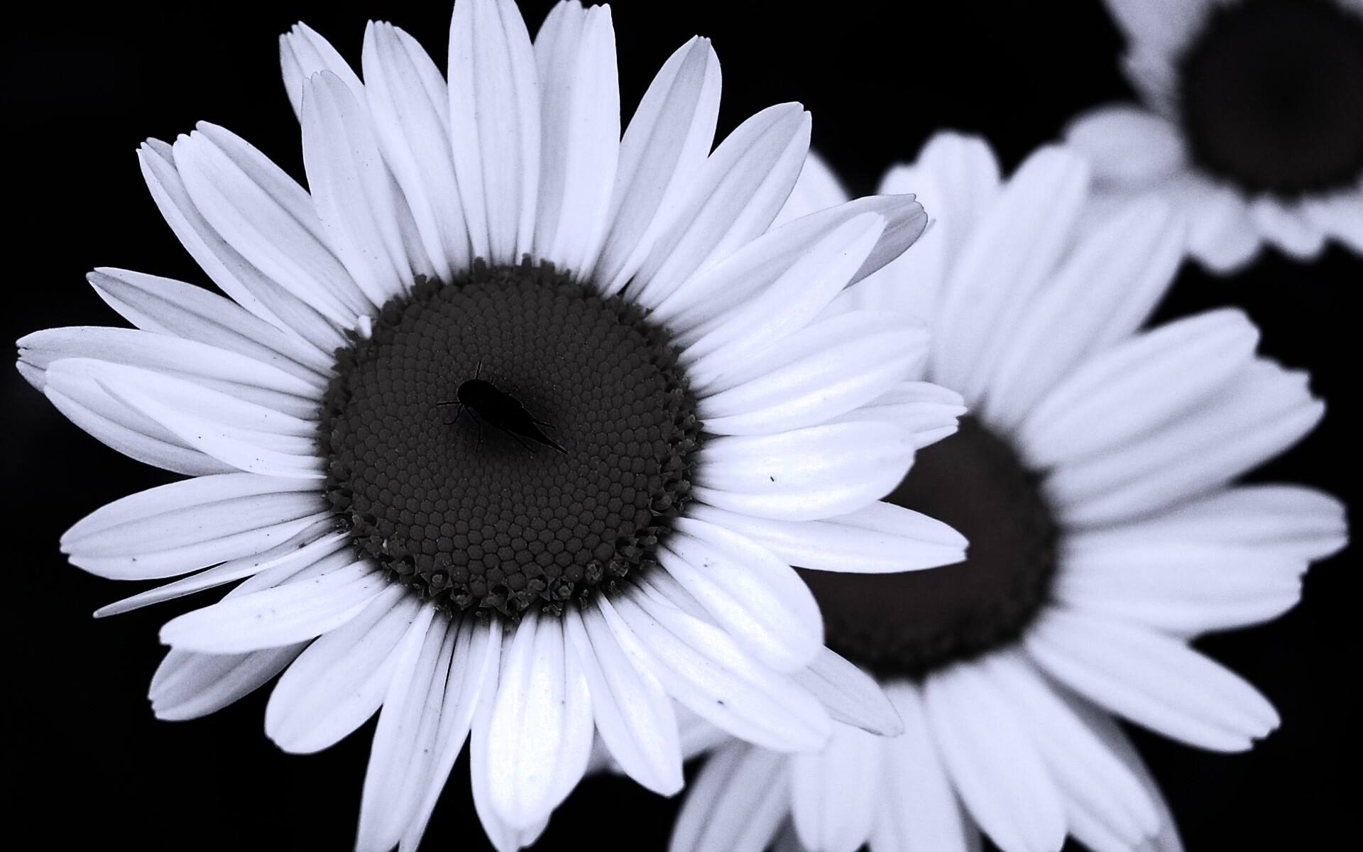 Ромашки обои