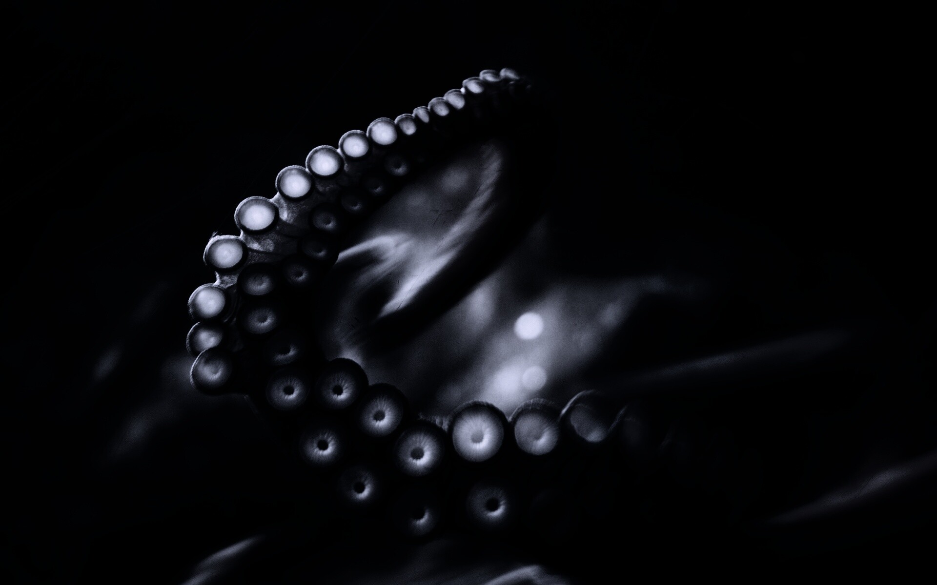 Щупальце обои