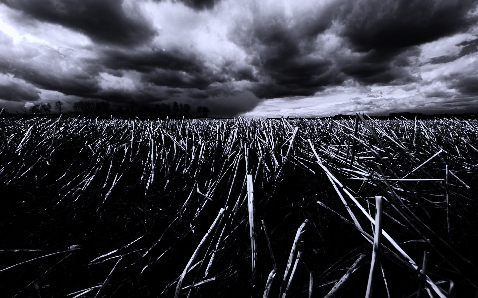 Убранное поле обои