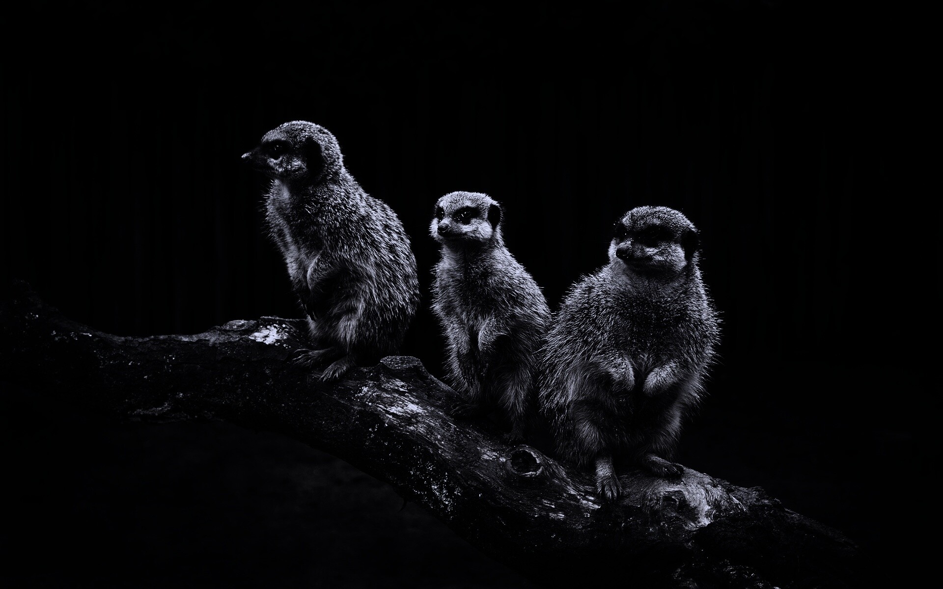 В дозоре обои