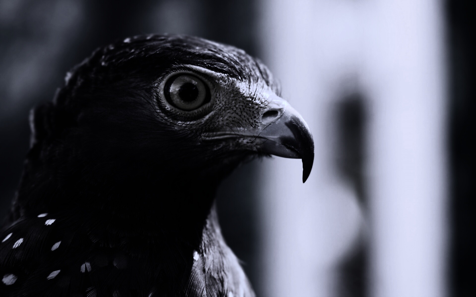 Взгляд орла обои