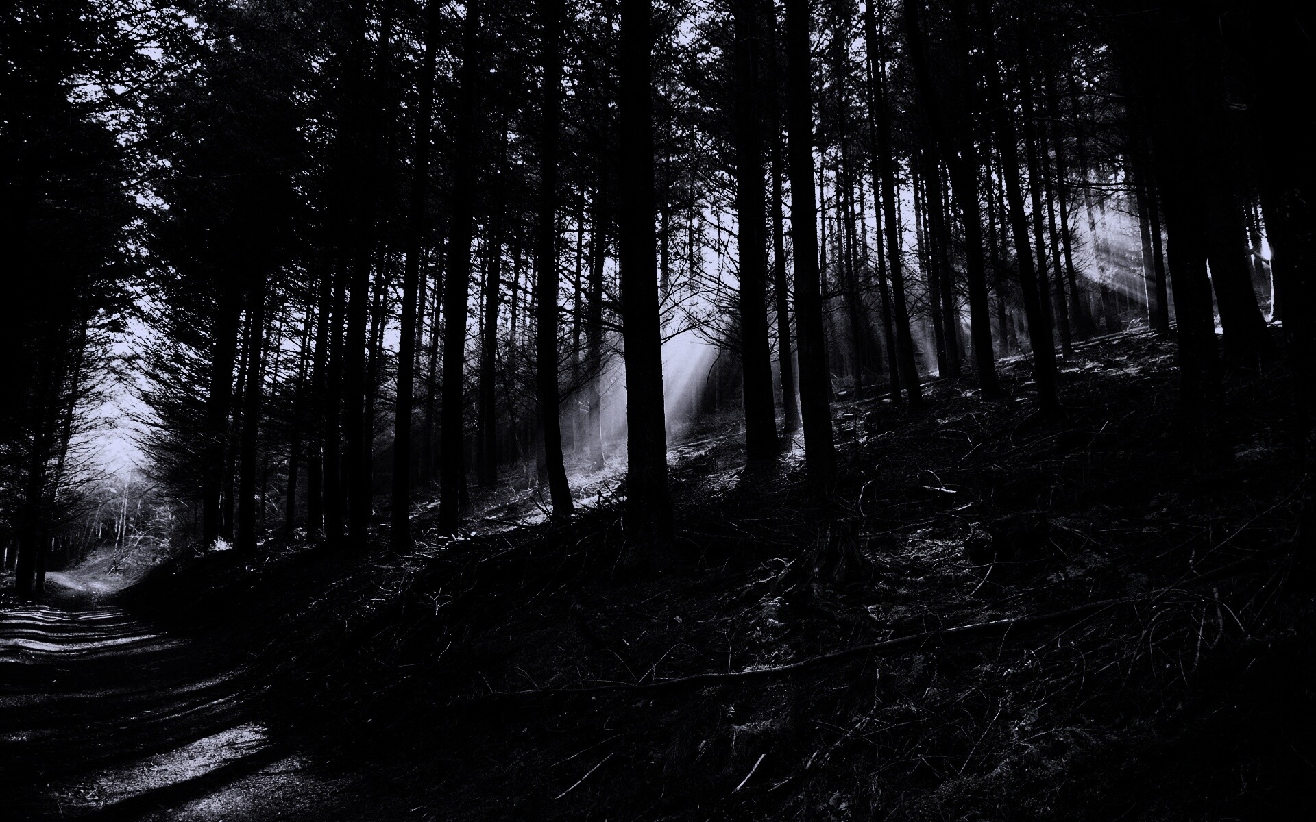 Лесная дорога обои