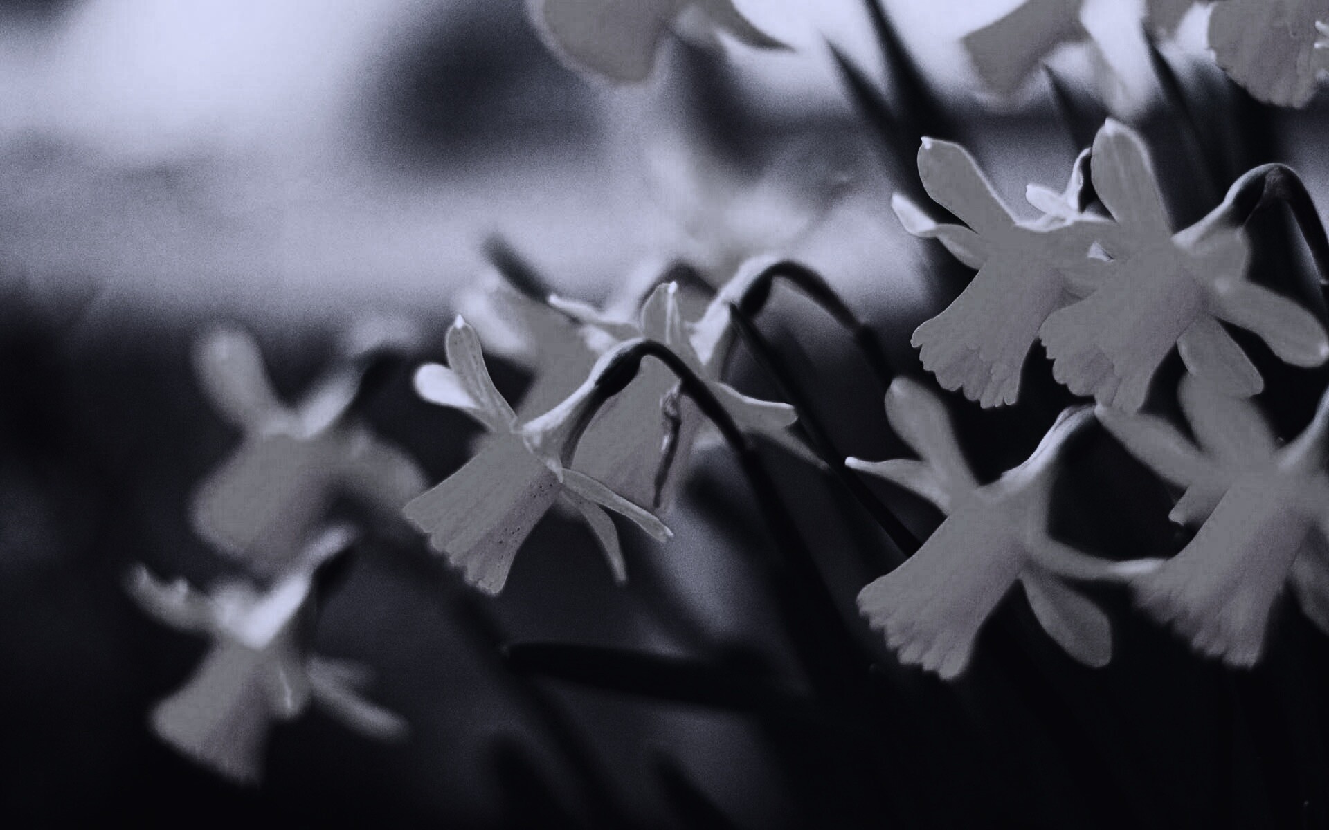 Нарциссы обои