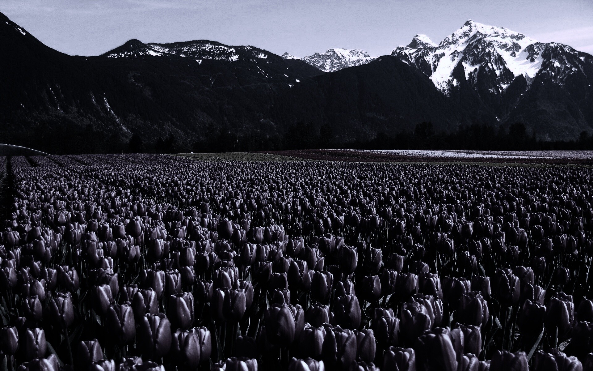 Поле тюльпанов обои