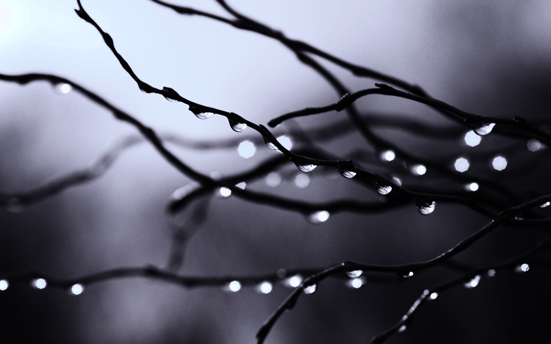 Капли на ветке обои