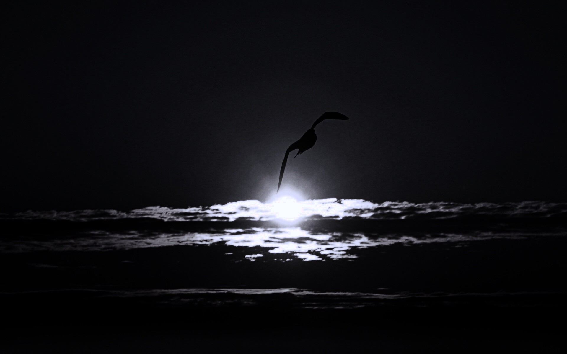 Морская чайка обои