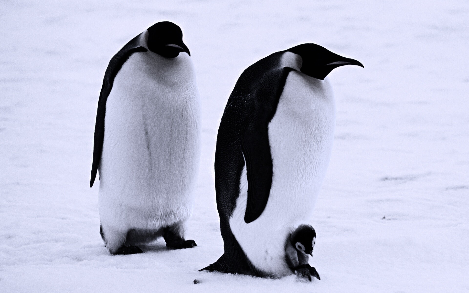 Семья пингвинов обои