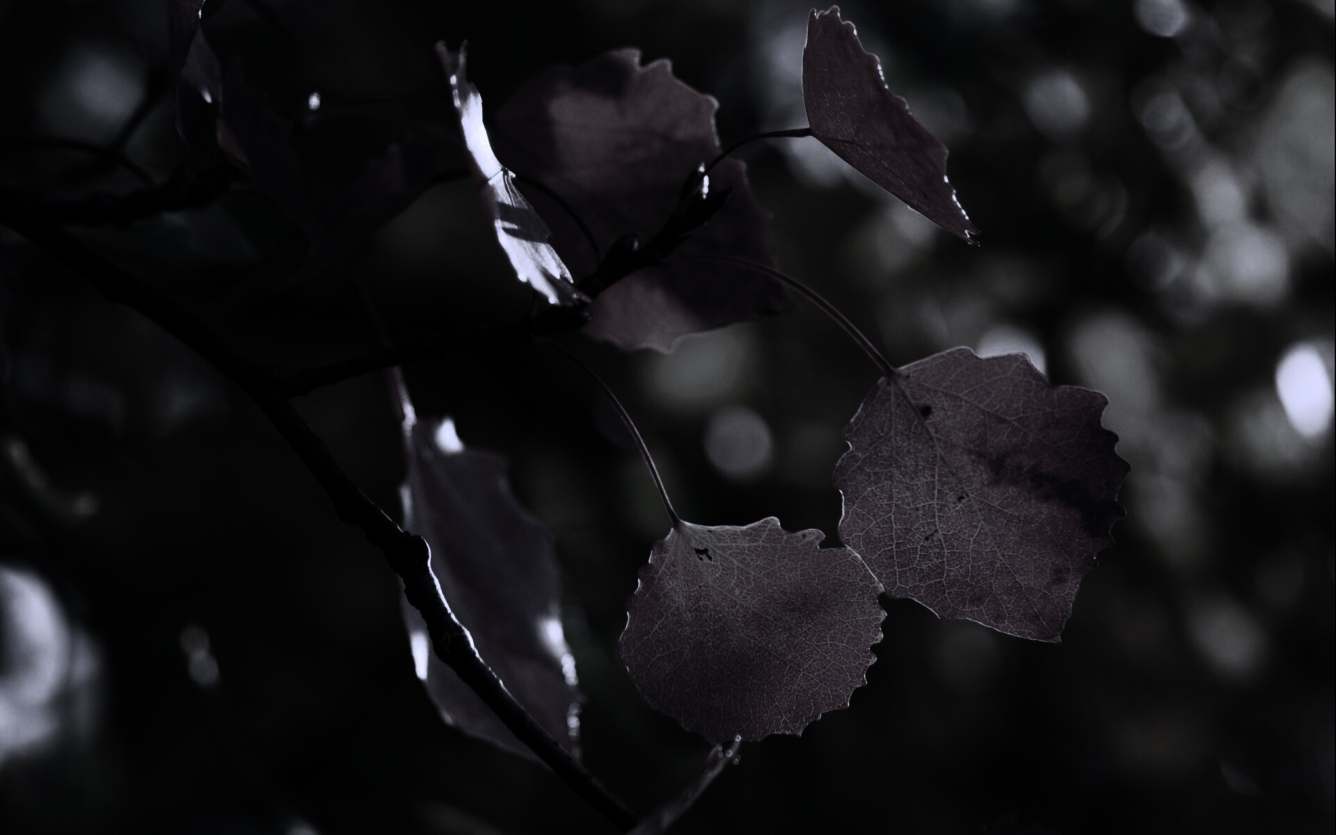 Красные листья обои