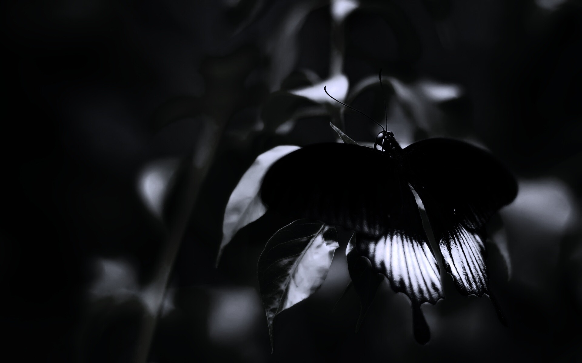 Бабочка с чёрно-белыми крыльями обои