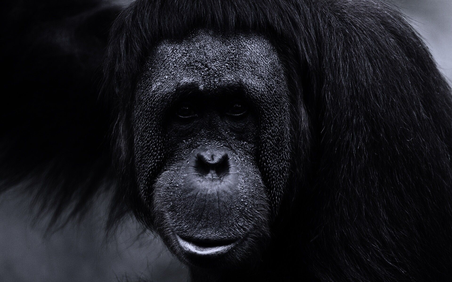 Орангутан обои