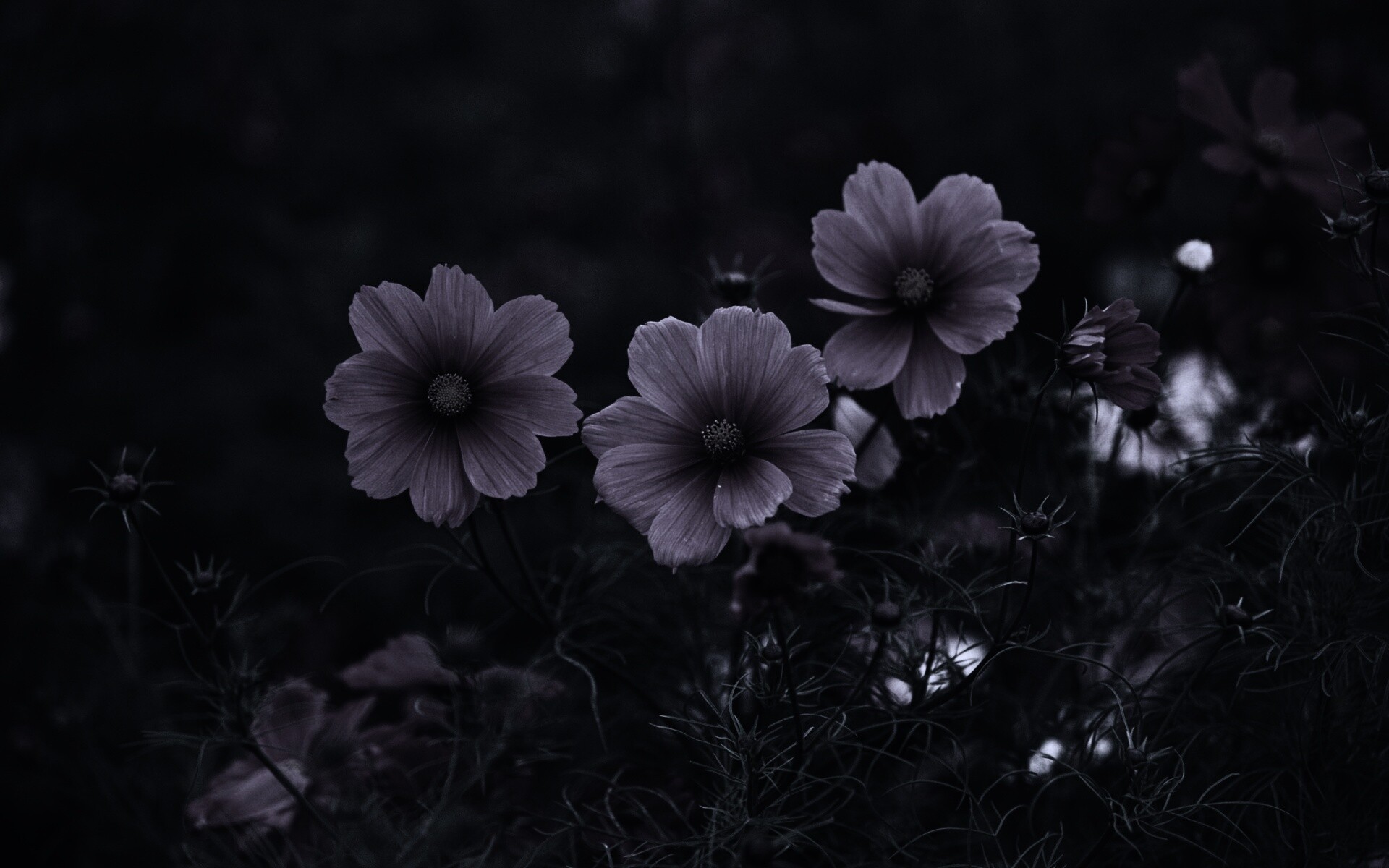 Яркие розовые цветы обои