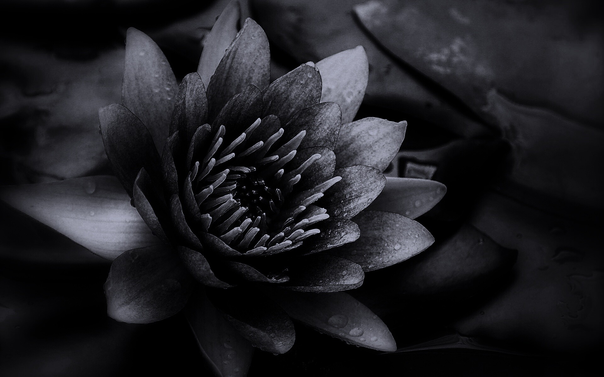 Кувшинка обои