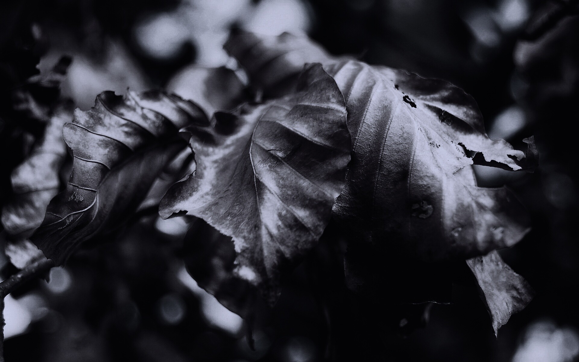 Засохший лист обои