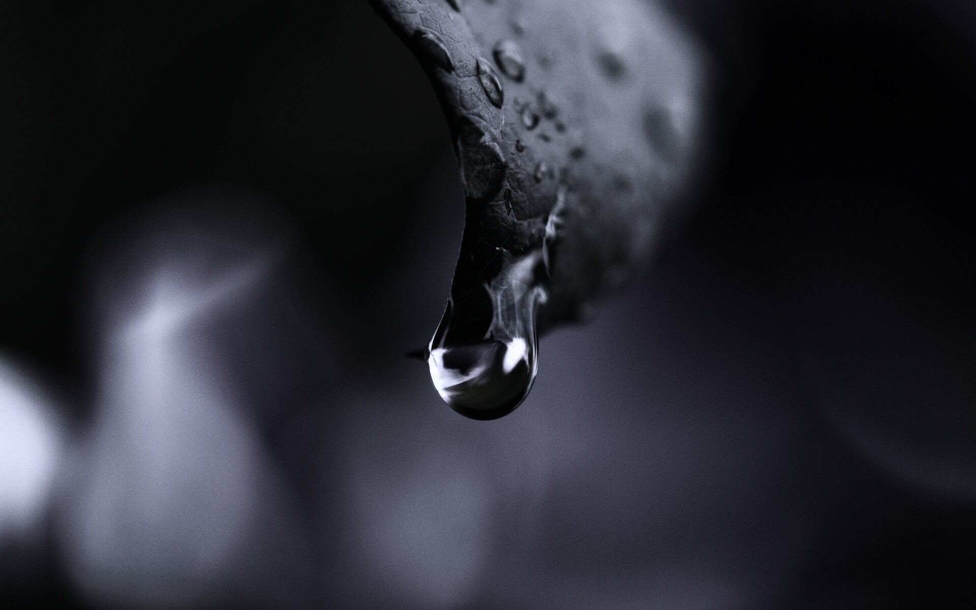 Капля на листе обои