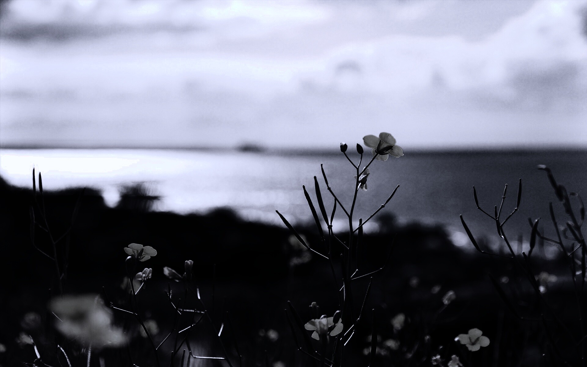 Мелкие жёлтые цветы обои