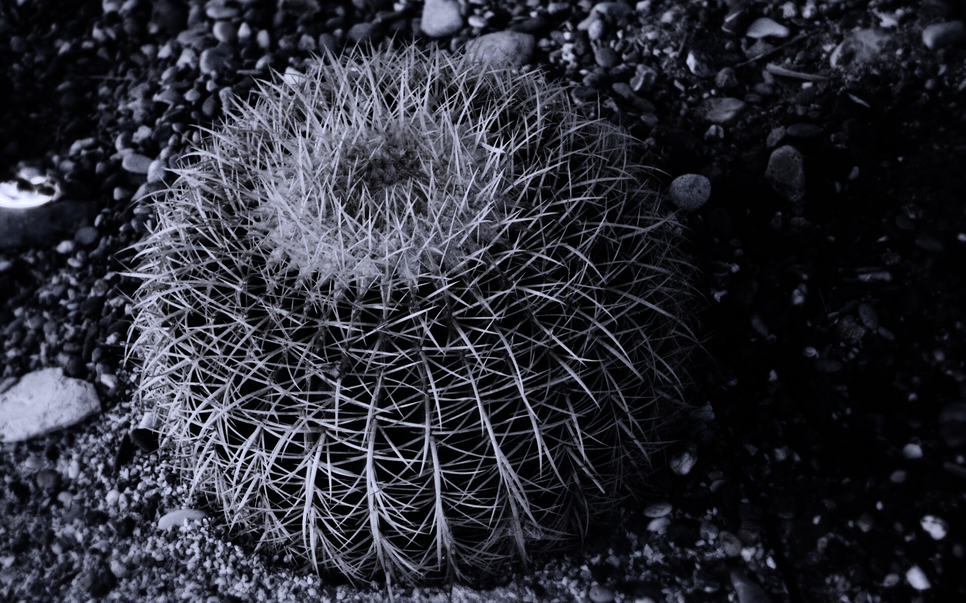 Круглый кактус обои