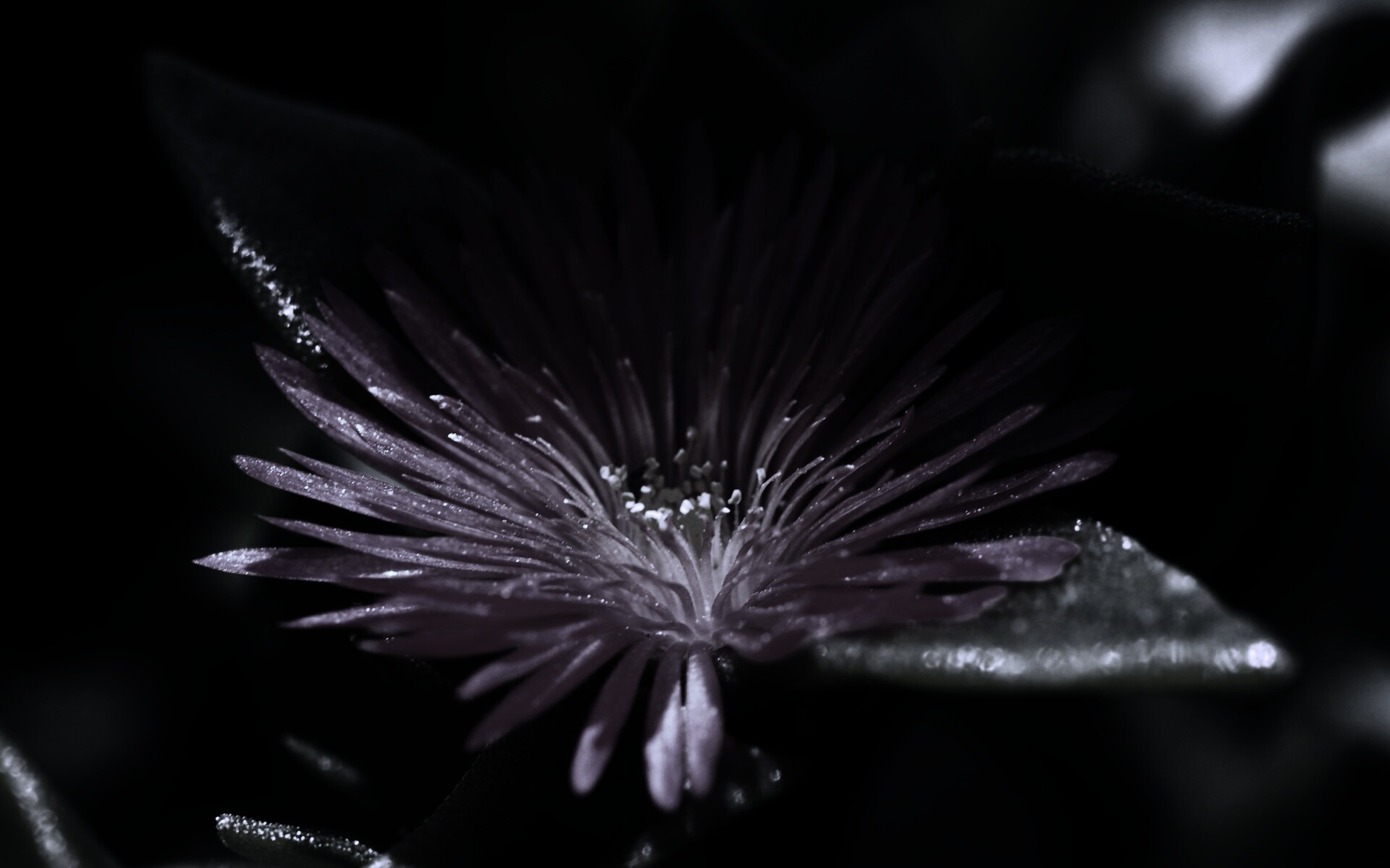 Чудесный цветок обои