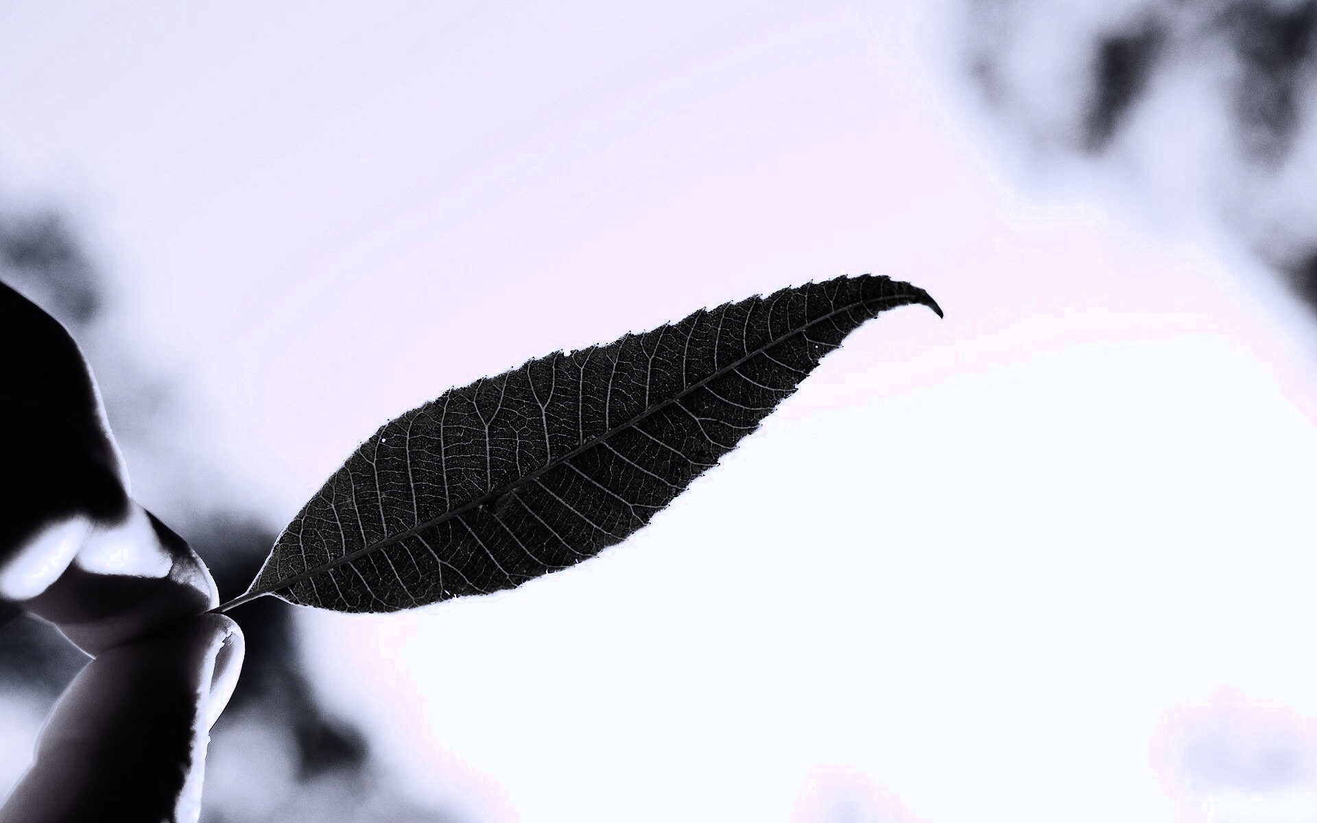 Листик в пальцах обои