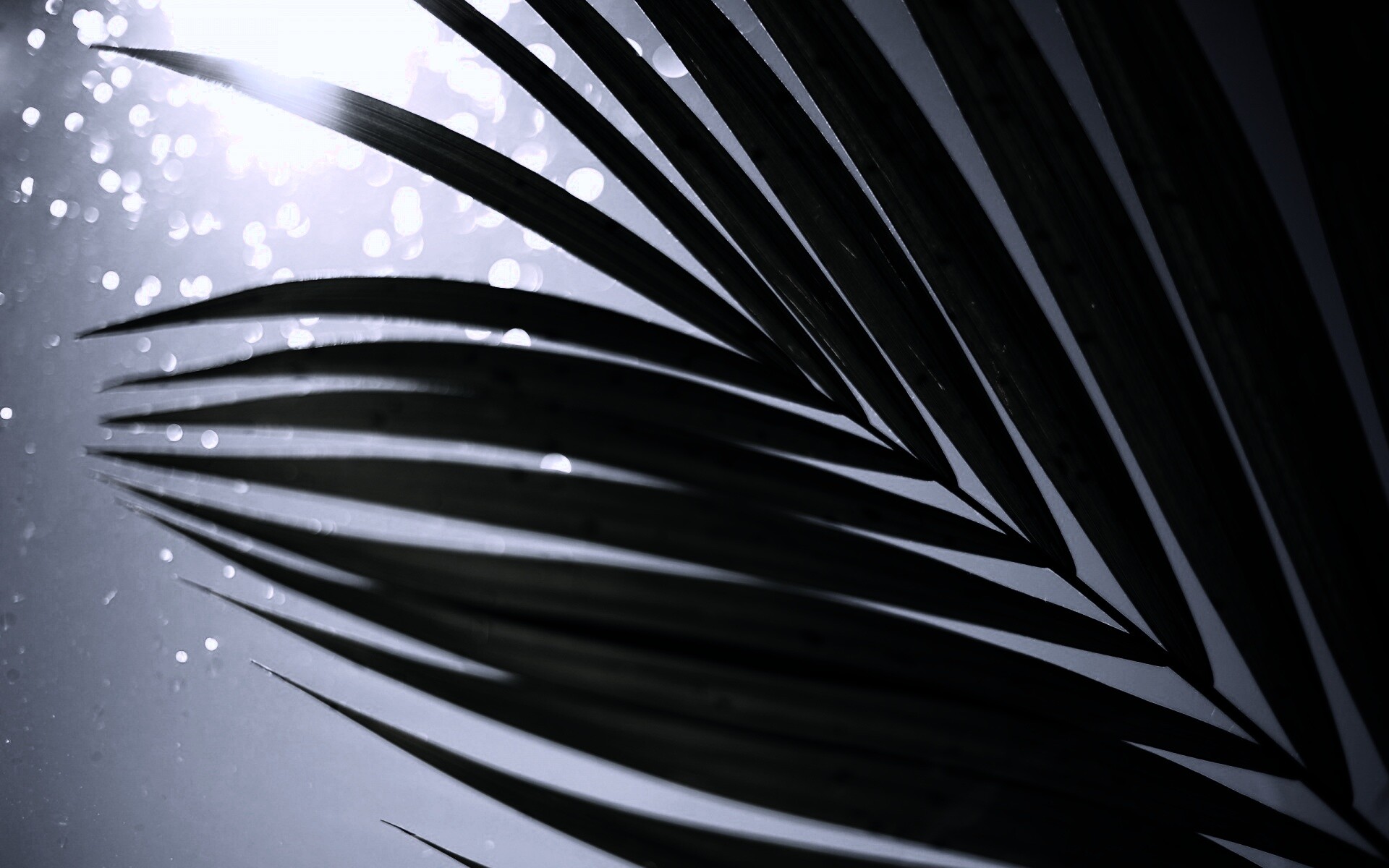 Солнце просвечивает сквозь пальмовый лист обои