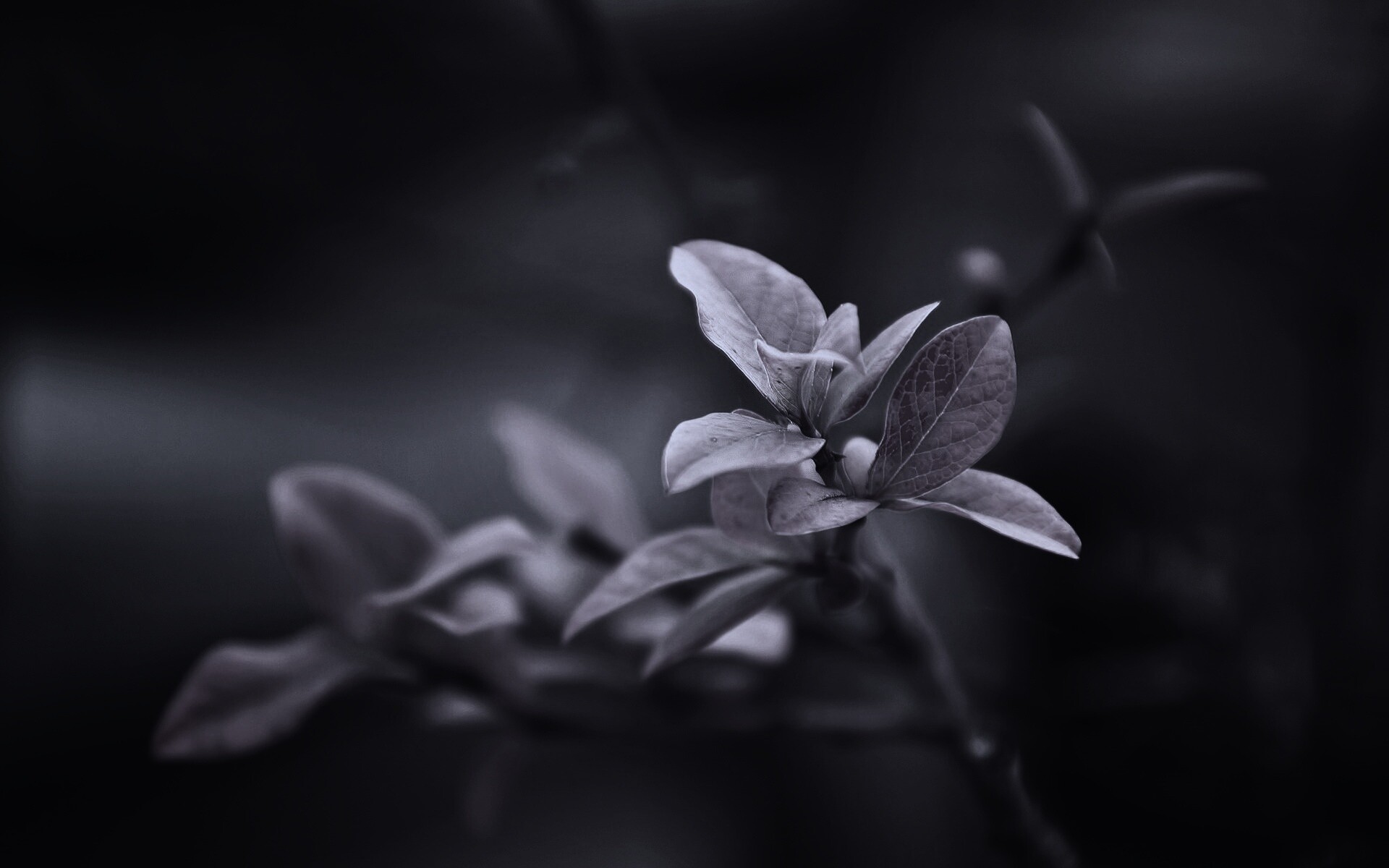 Красные листья на ветке обои