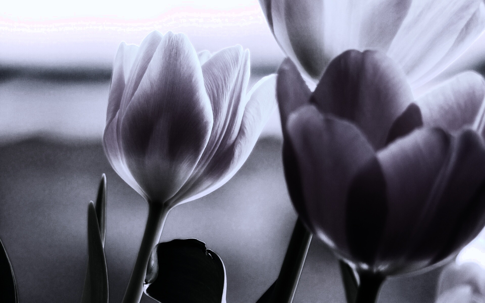 Тюльпаны обои