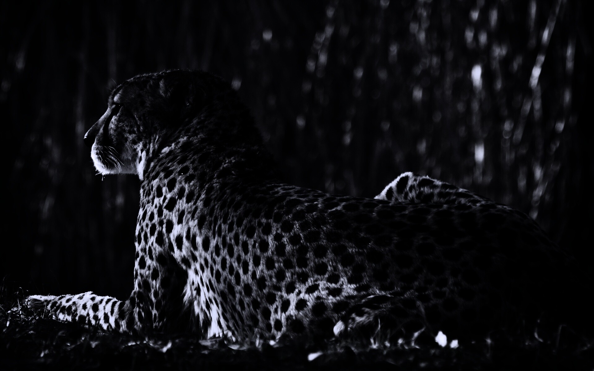 Гепард обои