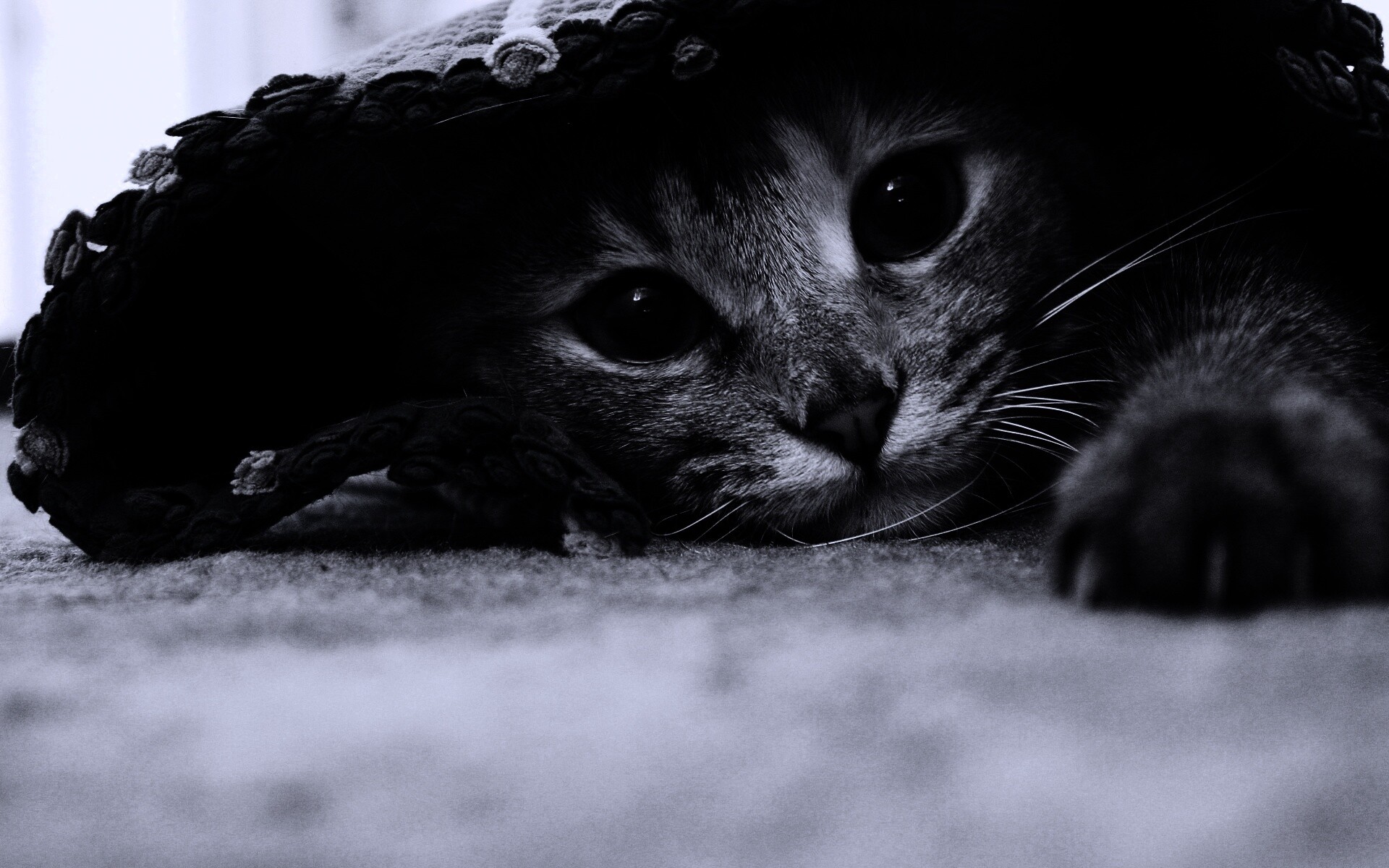 Кот под ковриком обои