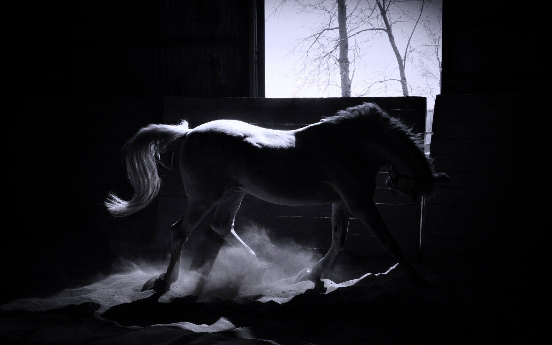 Белая лошадь в загоне обои