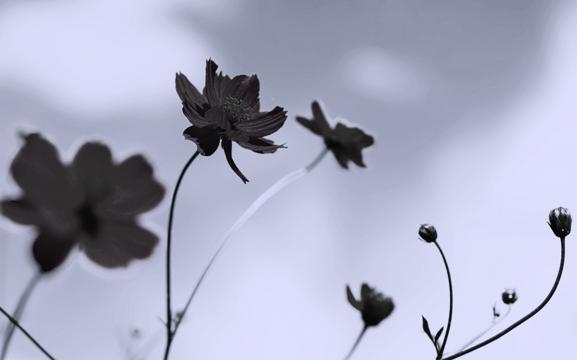 Летние цветы на фоне неба обои