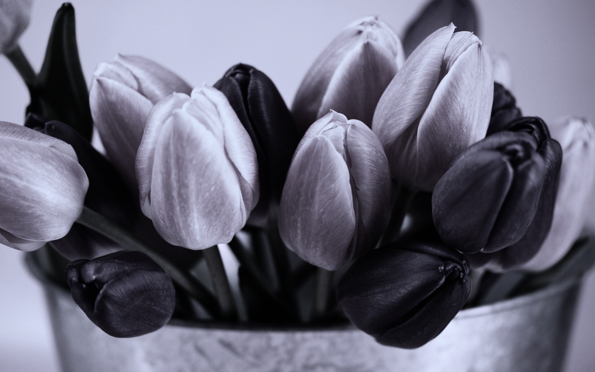 Розовые и фиолетовые тюльпаны обои