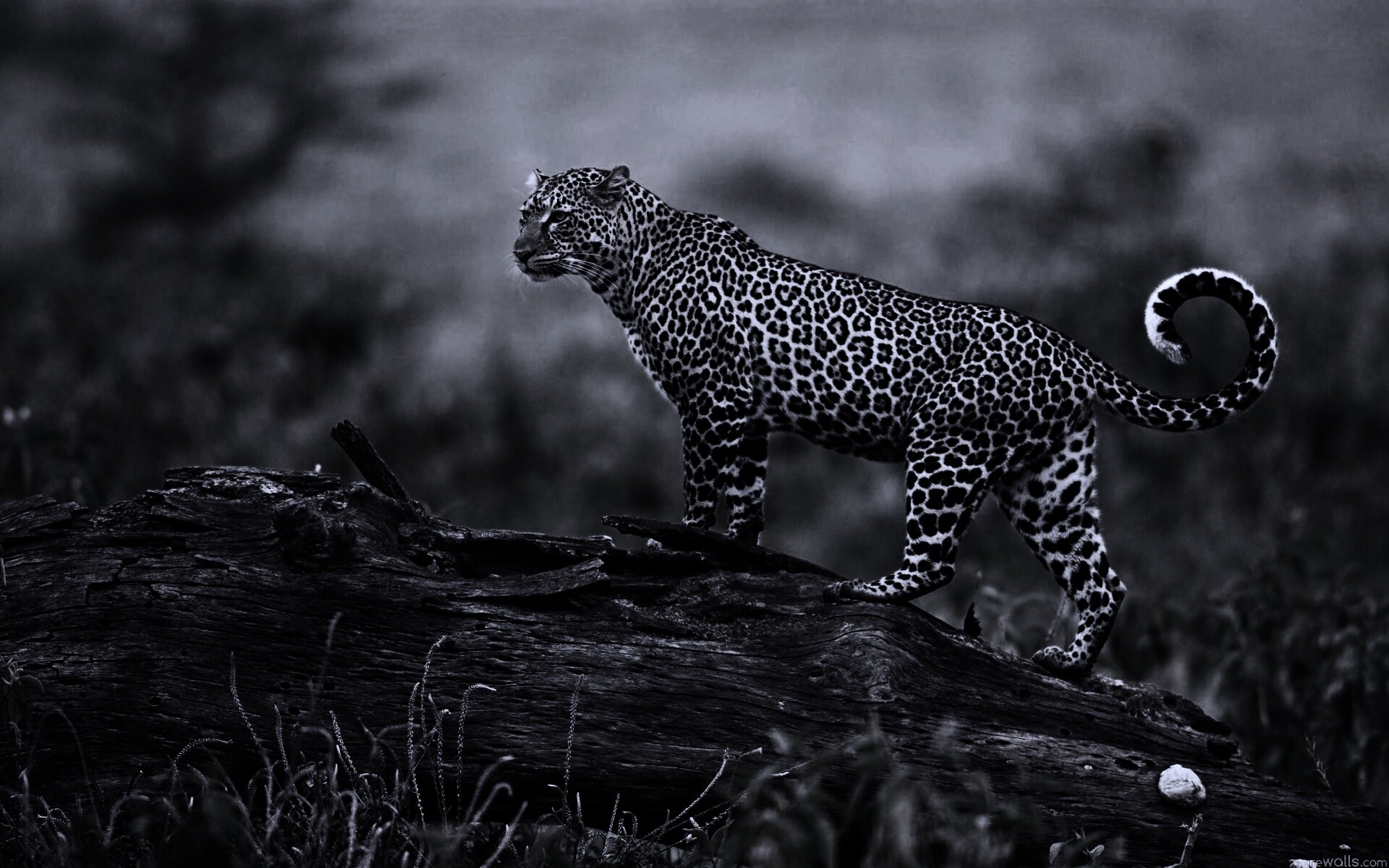 Леопард на природе обои