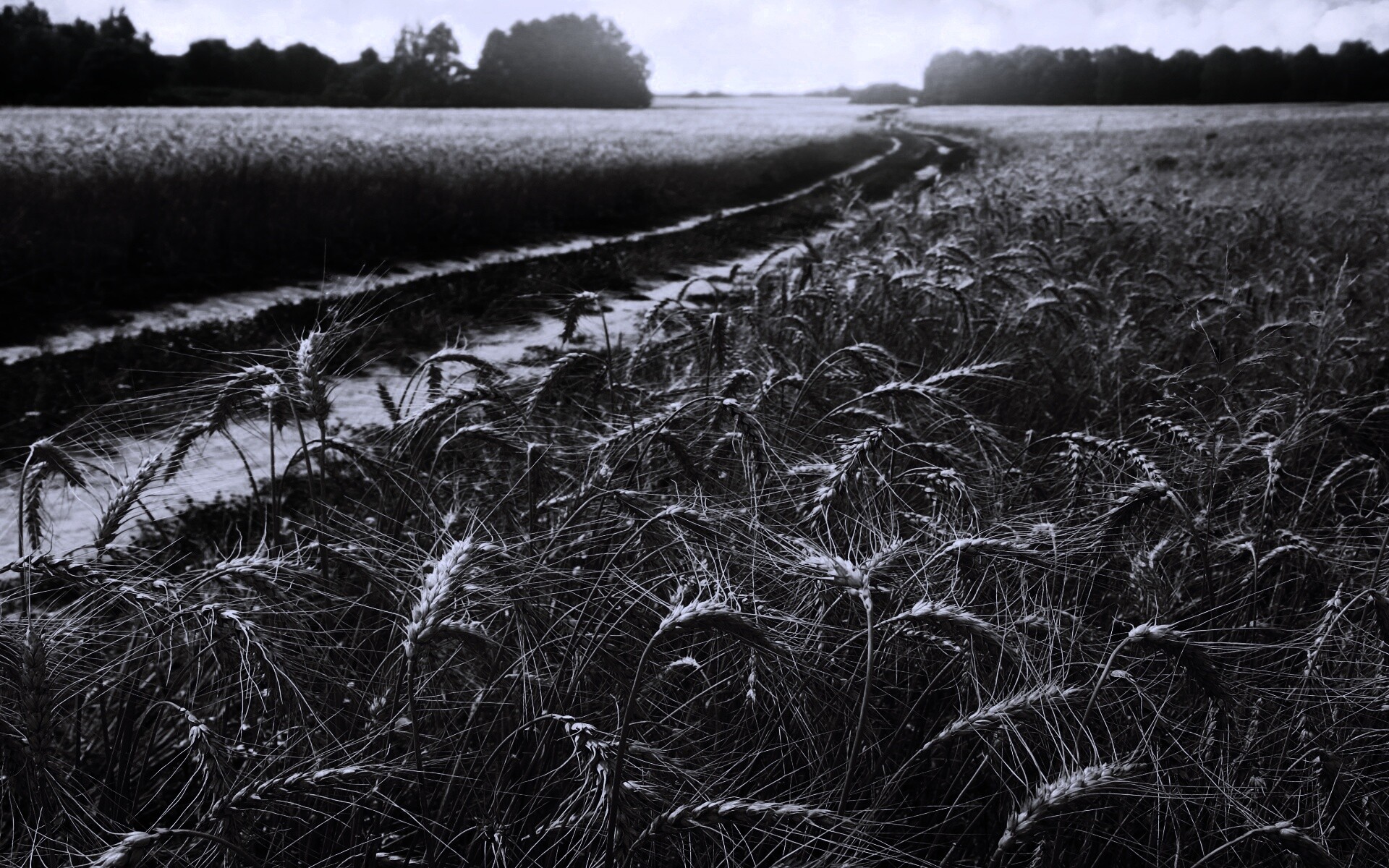 Речка среди поля обои