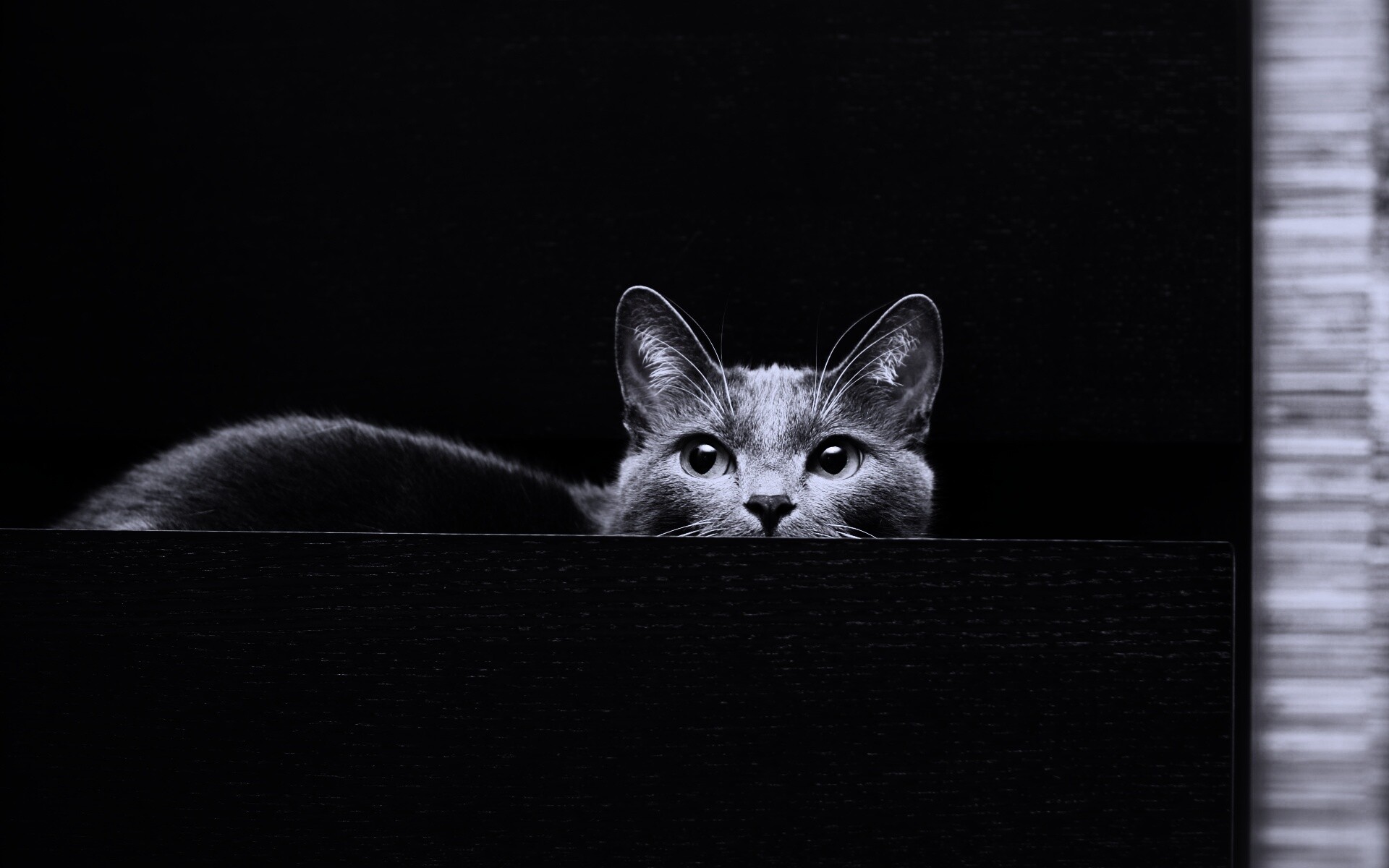 Кот в ящике комода обои