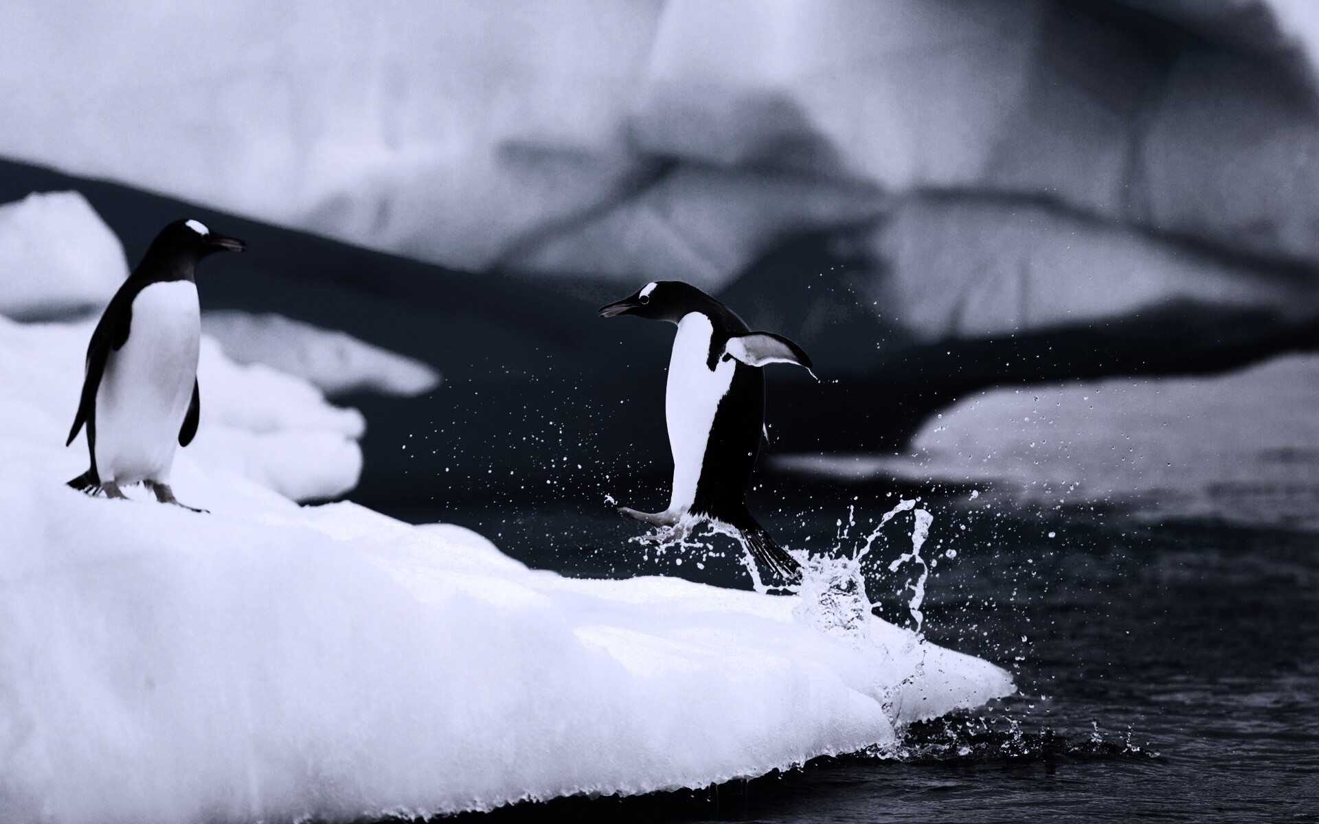 Пигвин запрыгивает на льдину обои