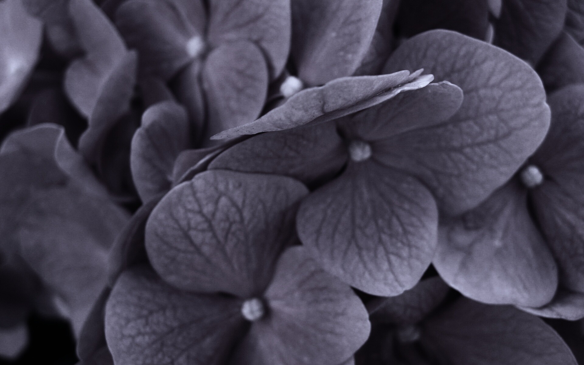 Фиолетовые нежные цветы обои