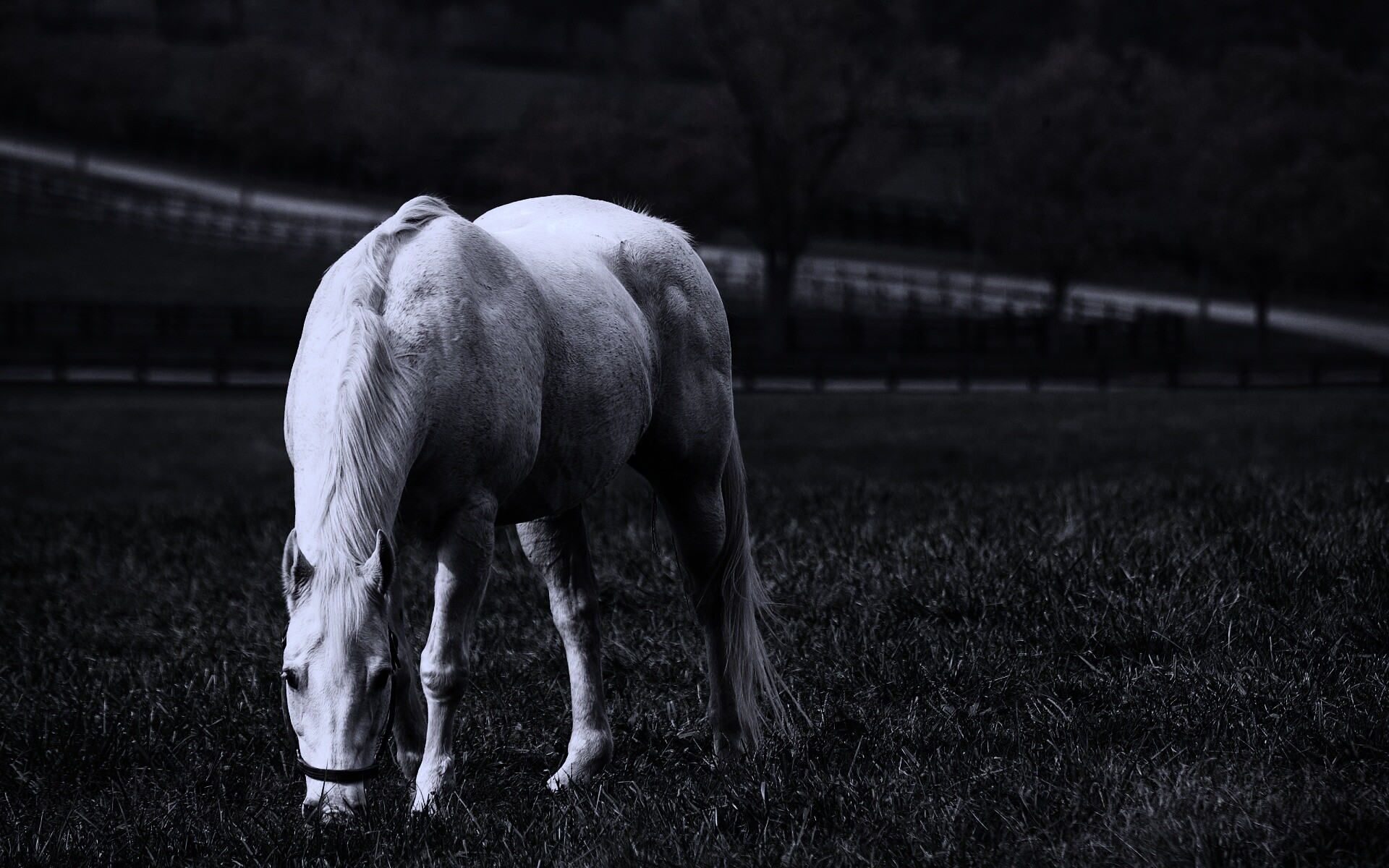 Красивая белая лошадь обои