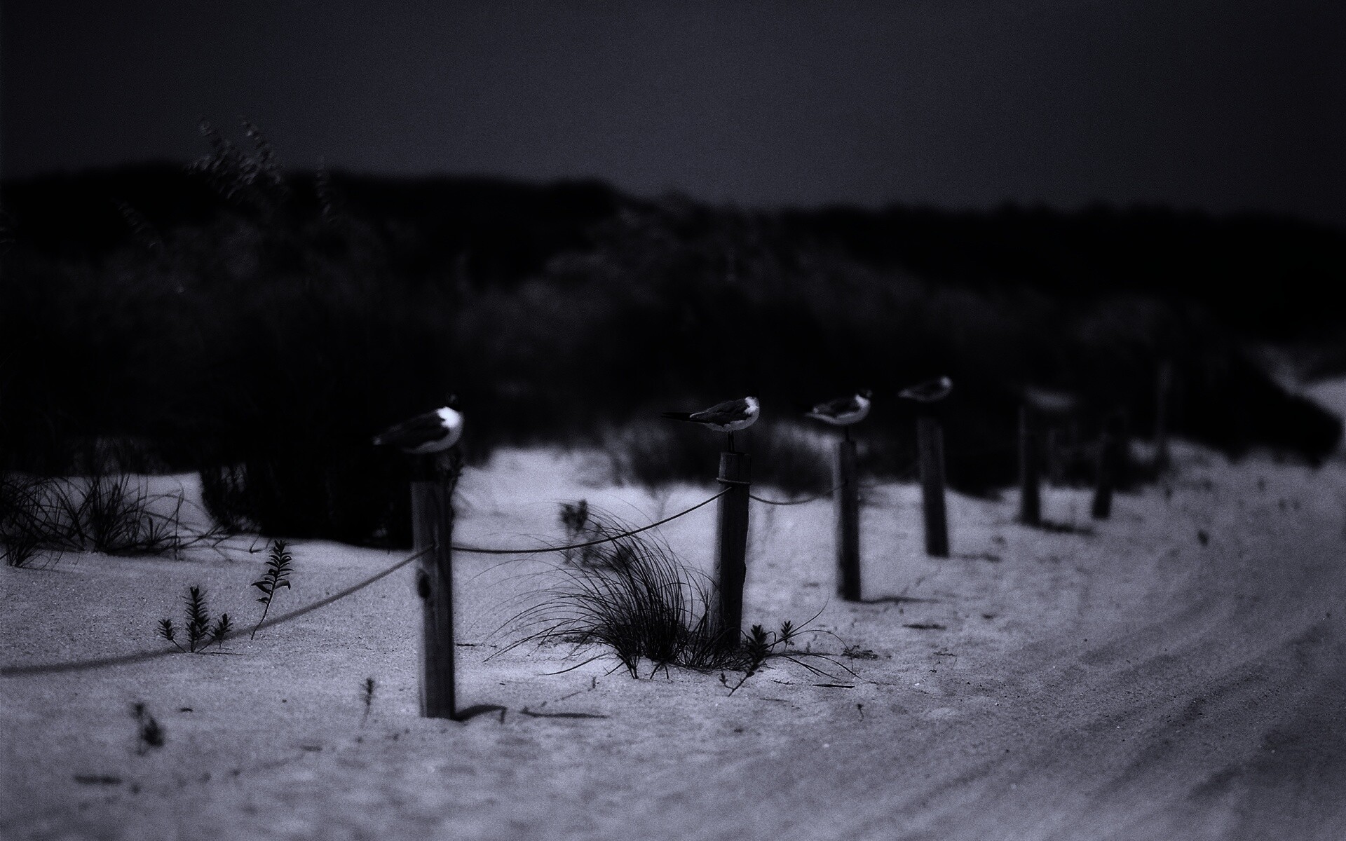 Птички на столбиках обои