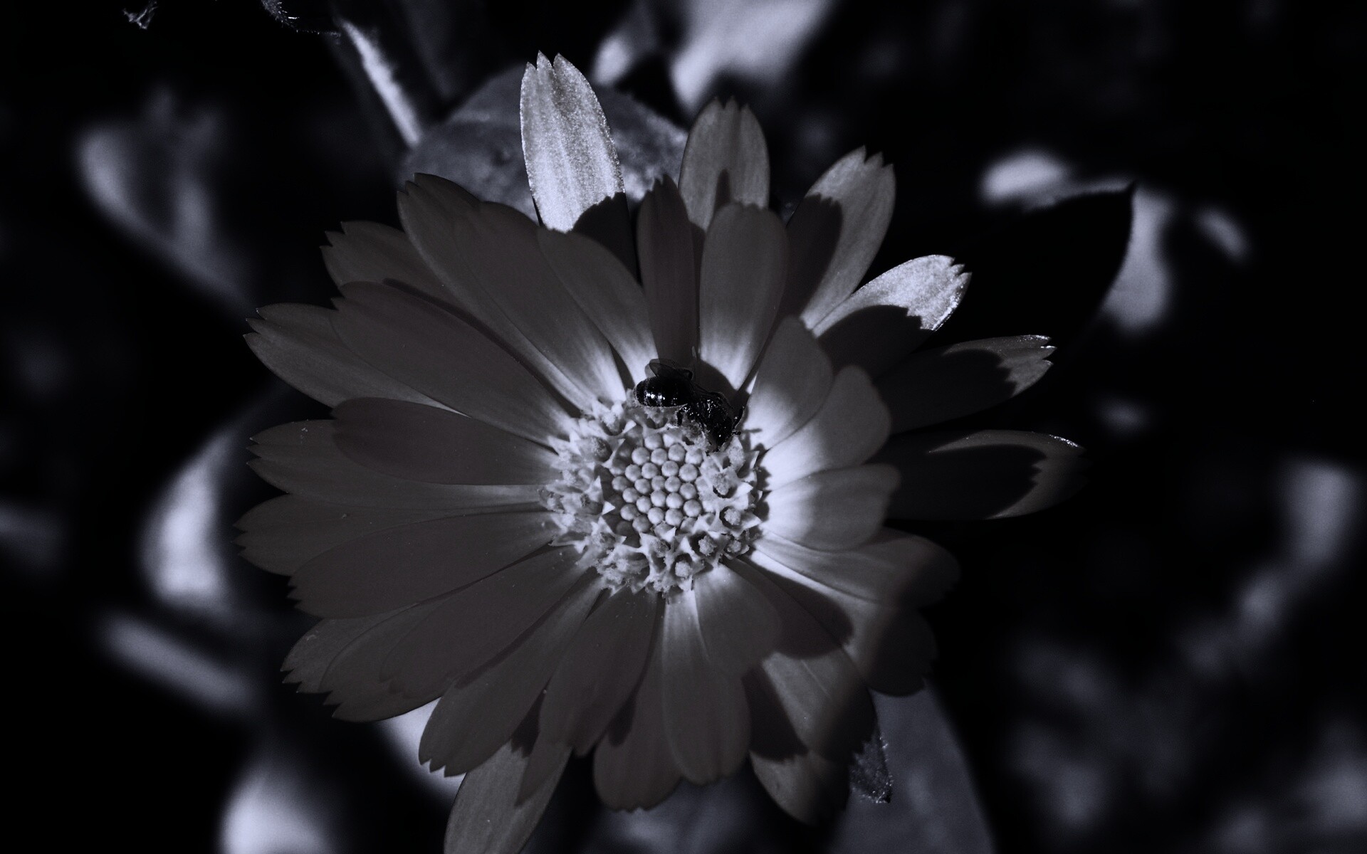 Оса на цветке обои