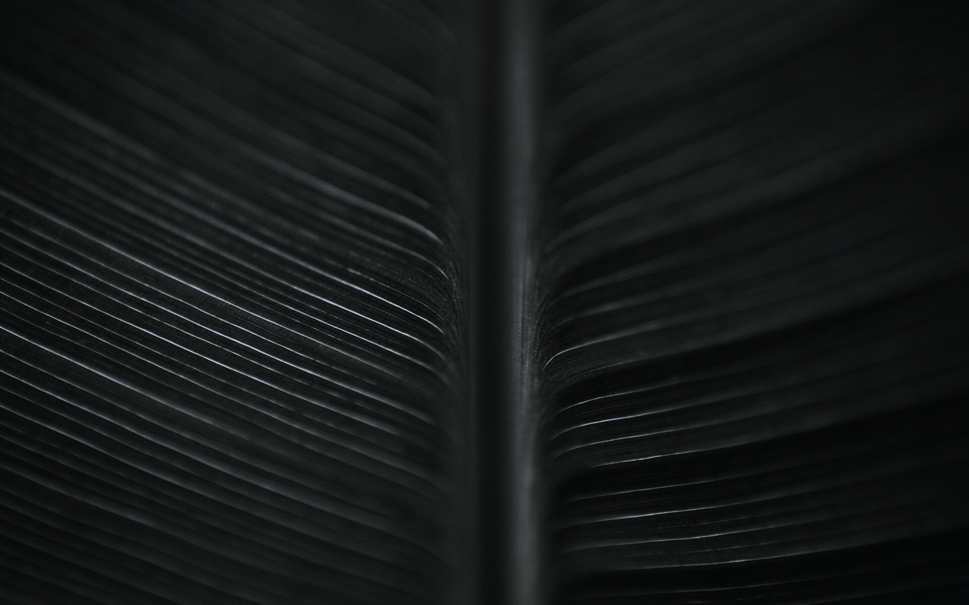 Макро фото листа обои