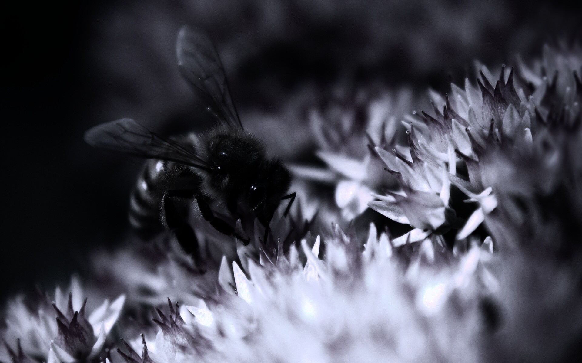 Пчела собирает пыльцу обои