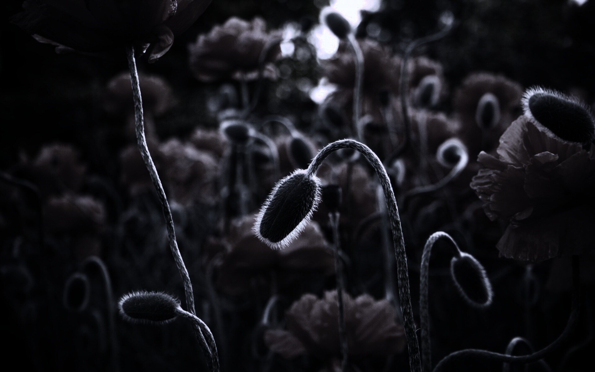 Бутон среди цветов обои