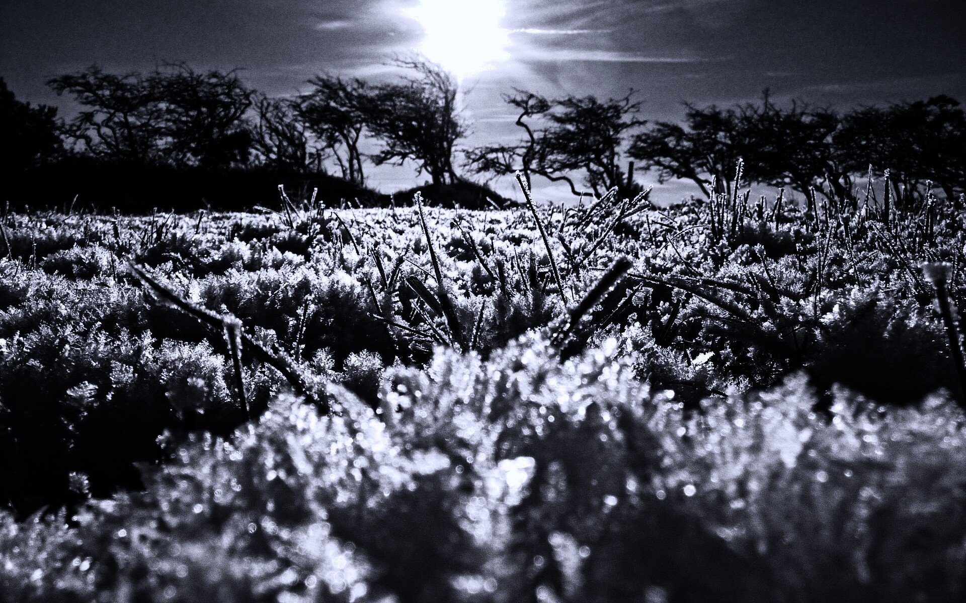 Утренний мороз обои