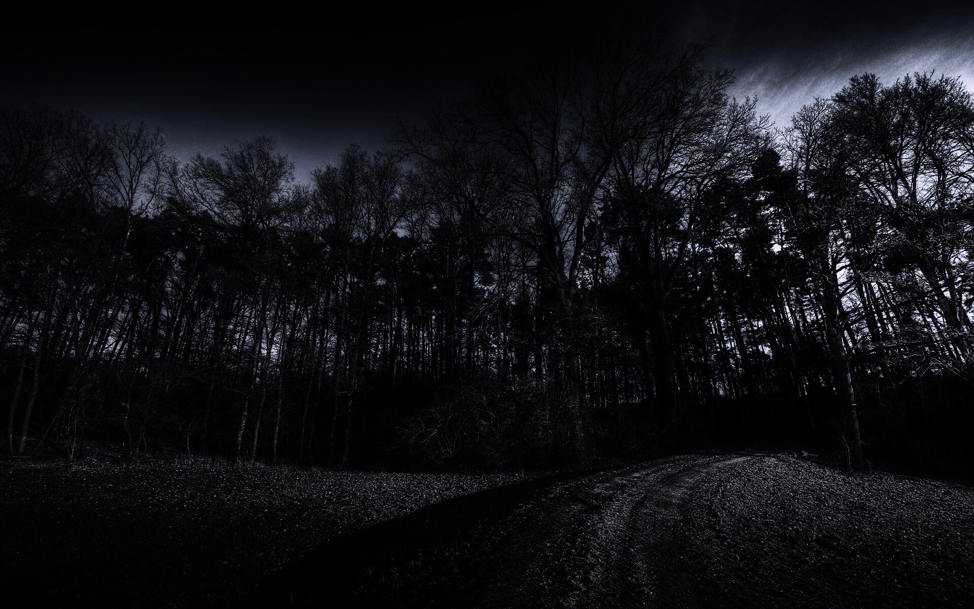 Дорога в лес обои