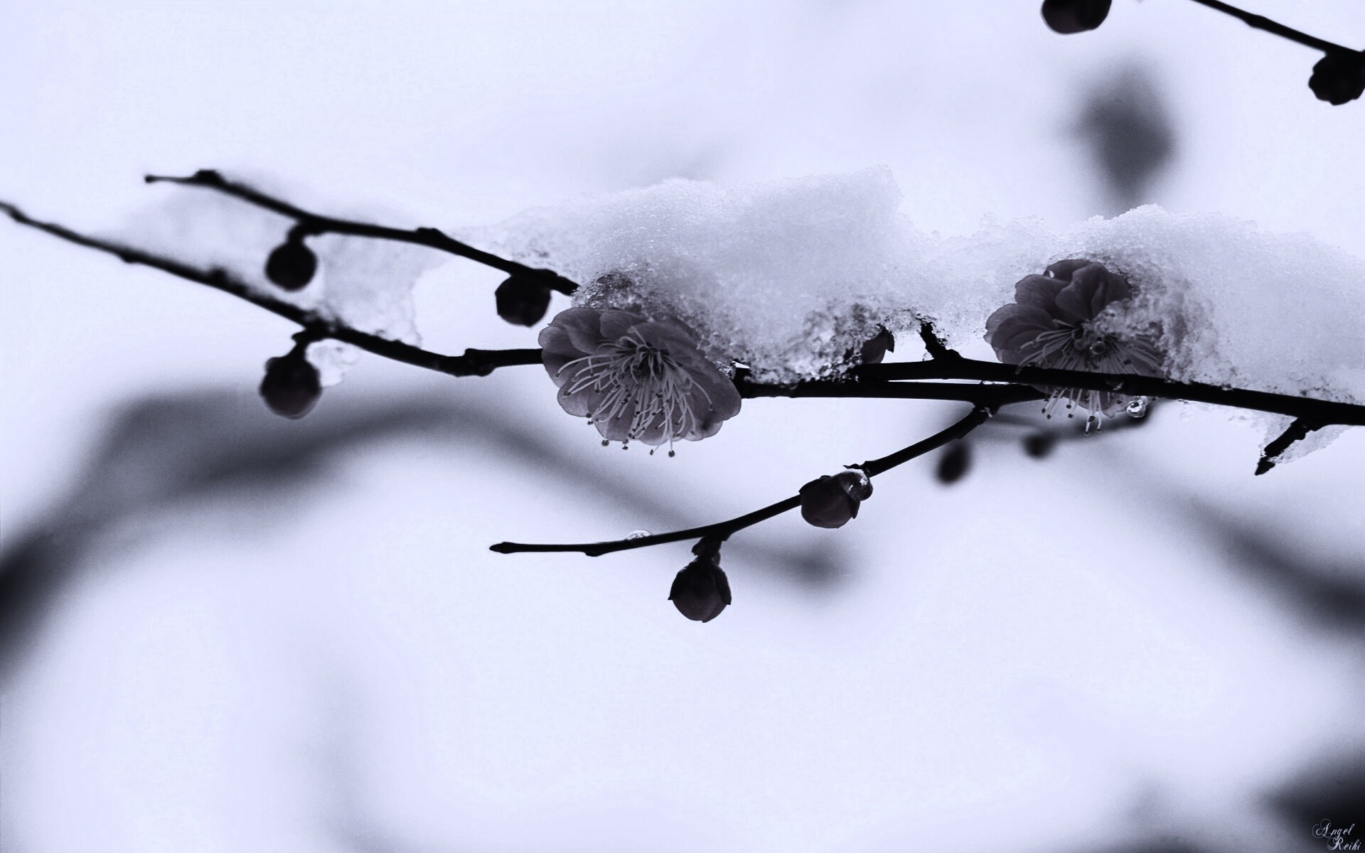 Цветы под снегом обои