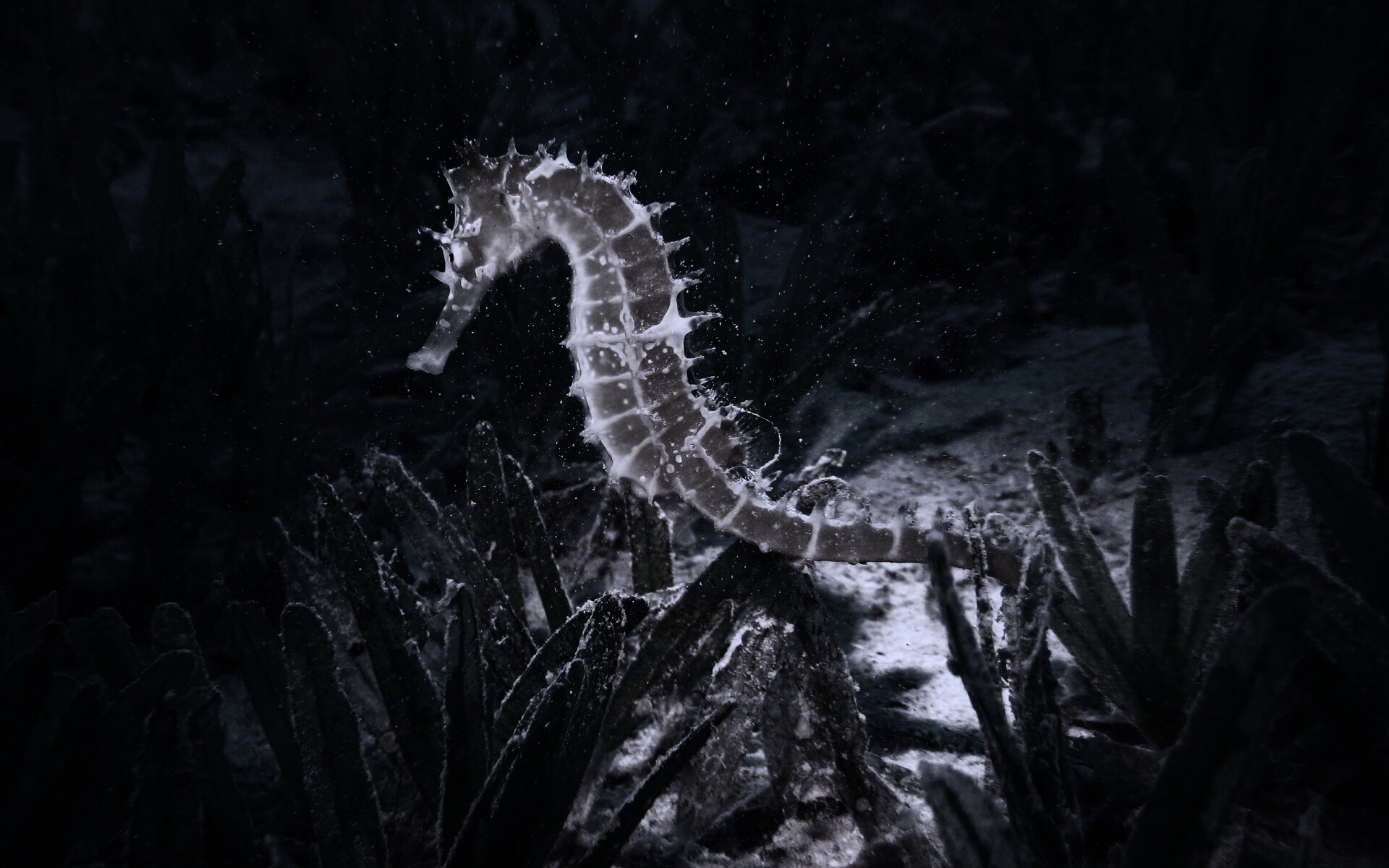 Морской конек обои